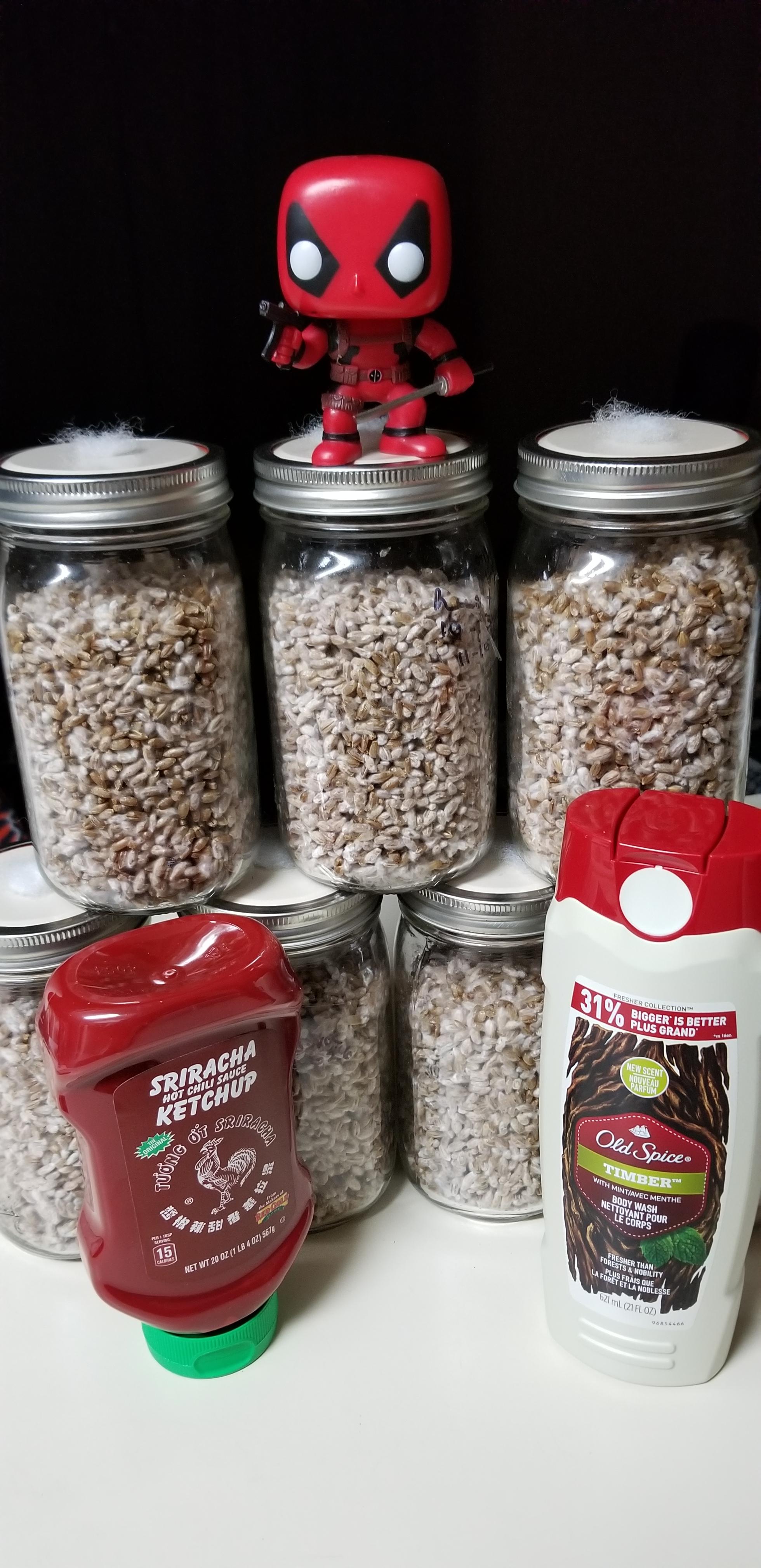 Keep it Spicey Boys, first grain to grain transfer successfull r/shrooms