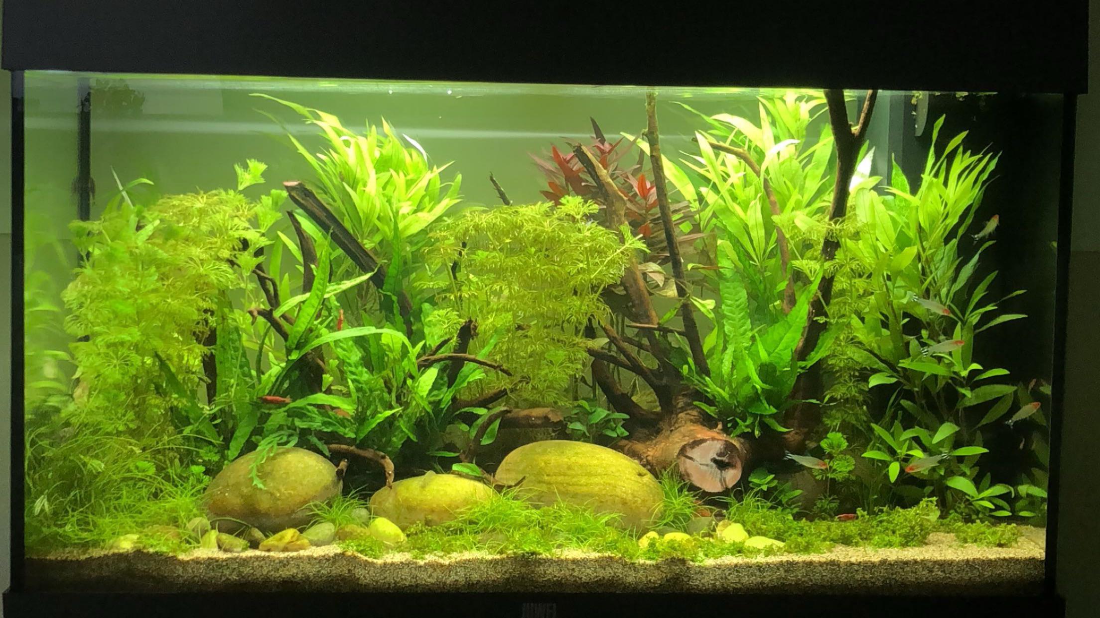 Amazon/south american puffer tank r/Puffers