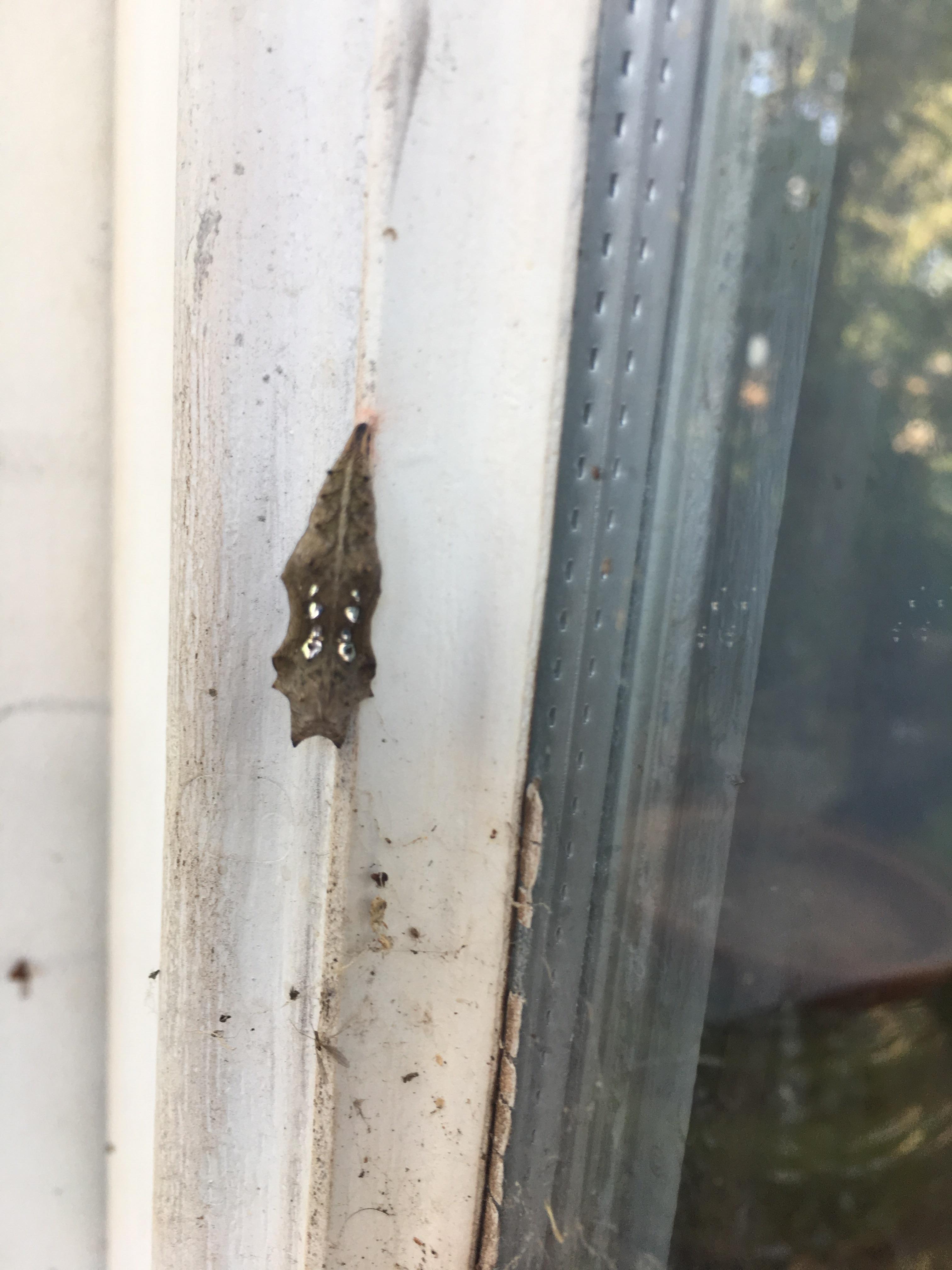 Found this hanging outside my door. r/whatsthisbug