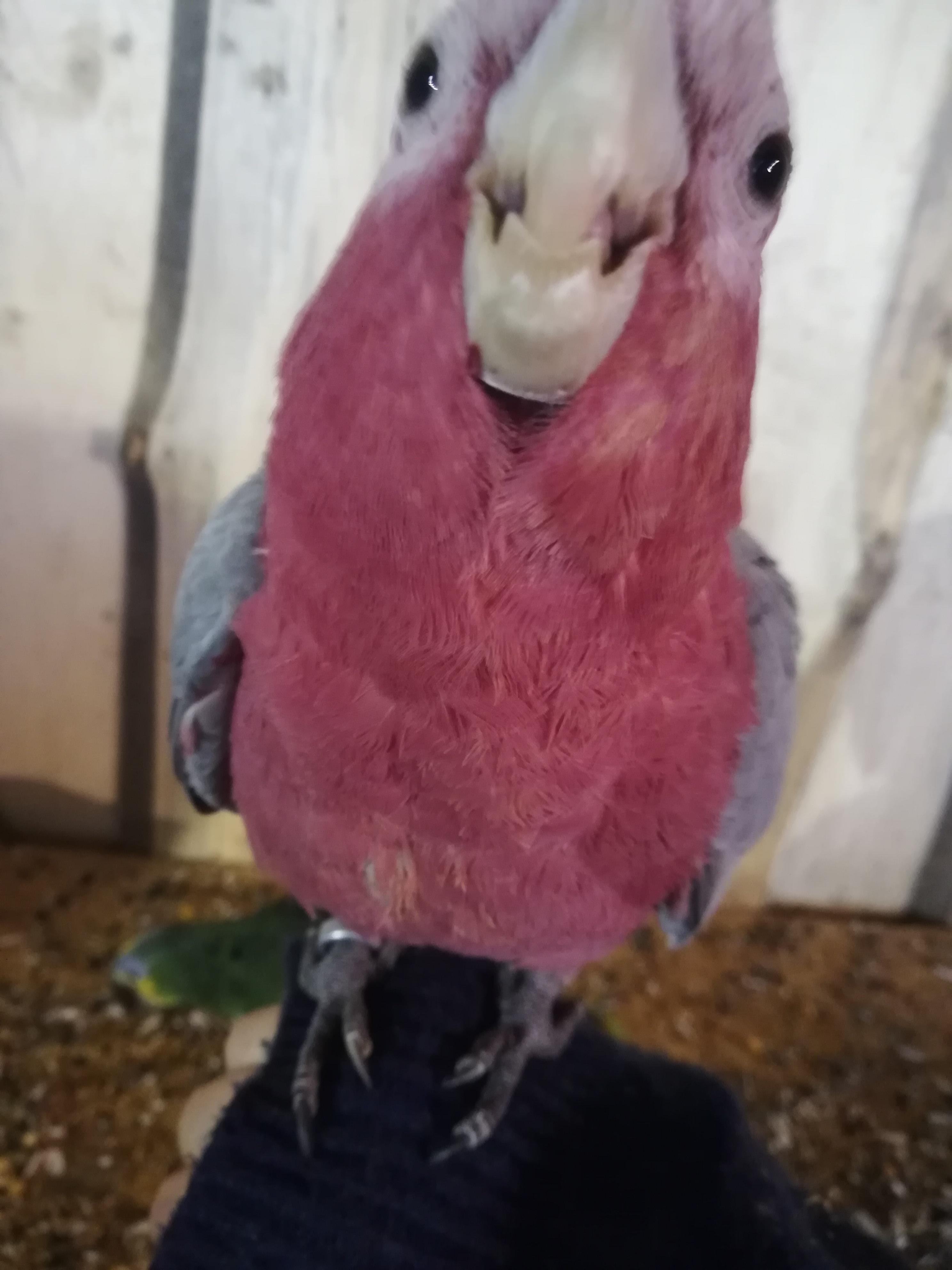 I met this cute little fellow at a Parrot shop in Zakopane, Poland. He