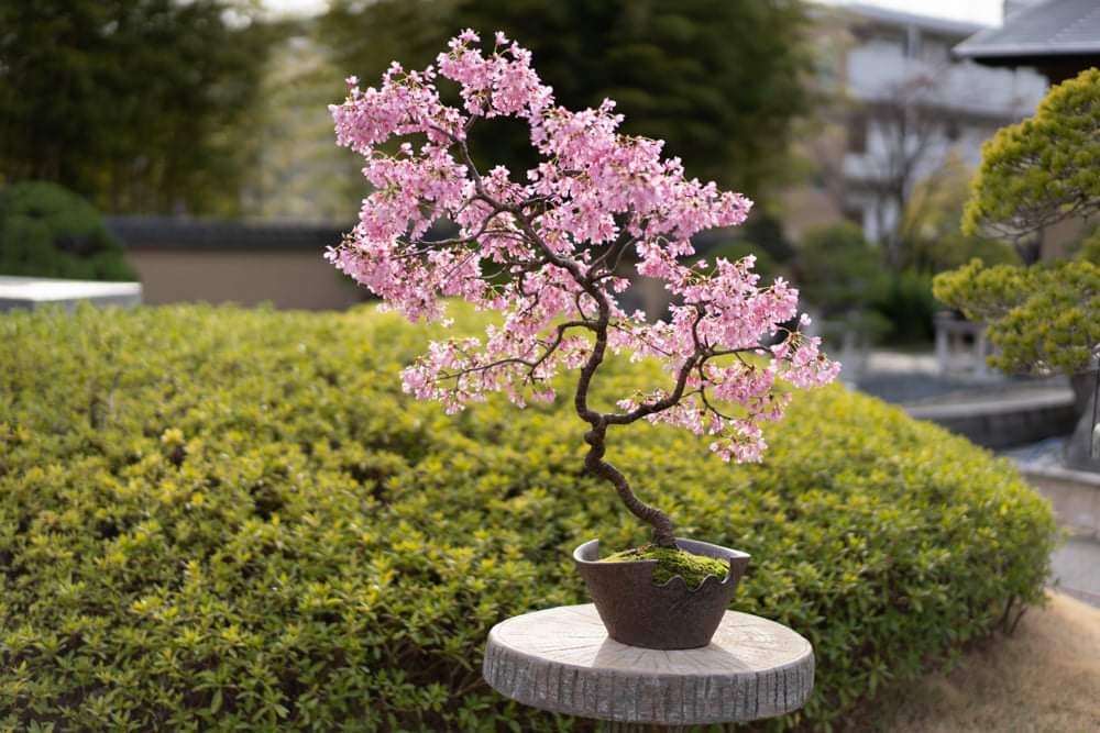 An Okamezakura Cherry Bonsai. r/BonsaiPorn