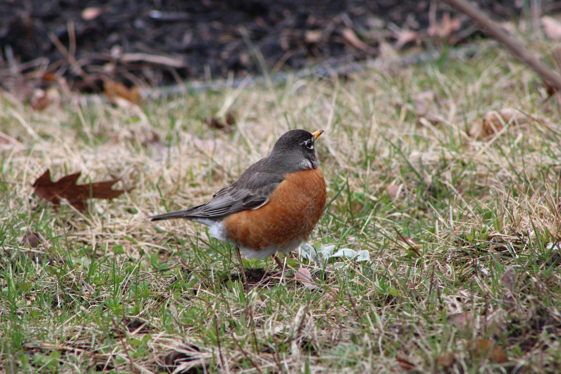 Robin Ontario Canada r/birding