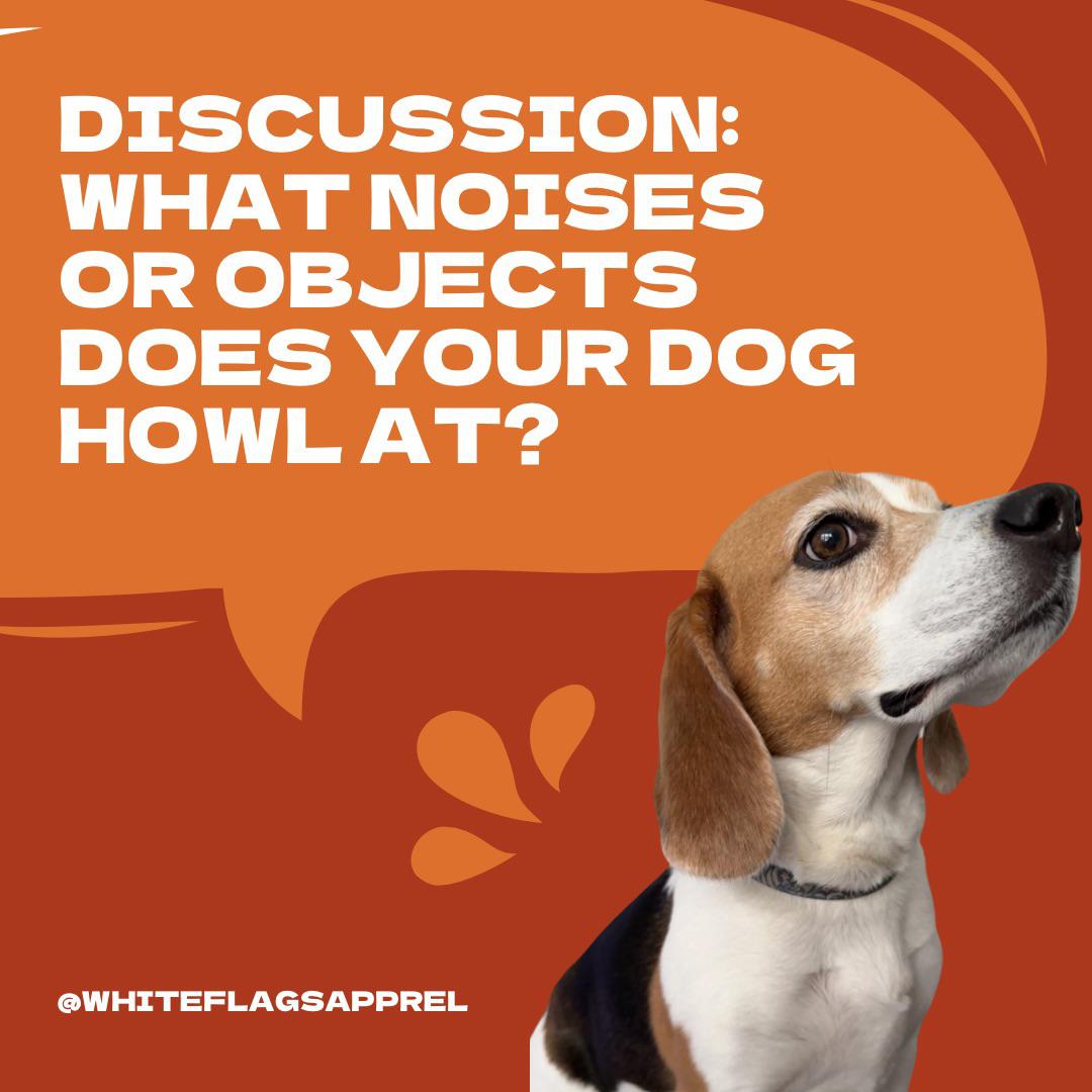 What funny things does your beagle always seem to howl at? r/beagles