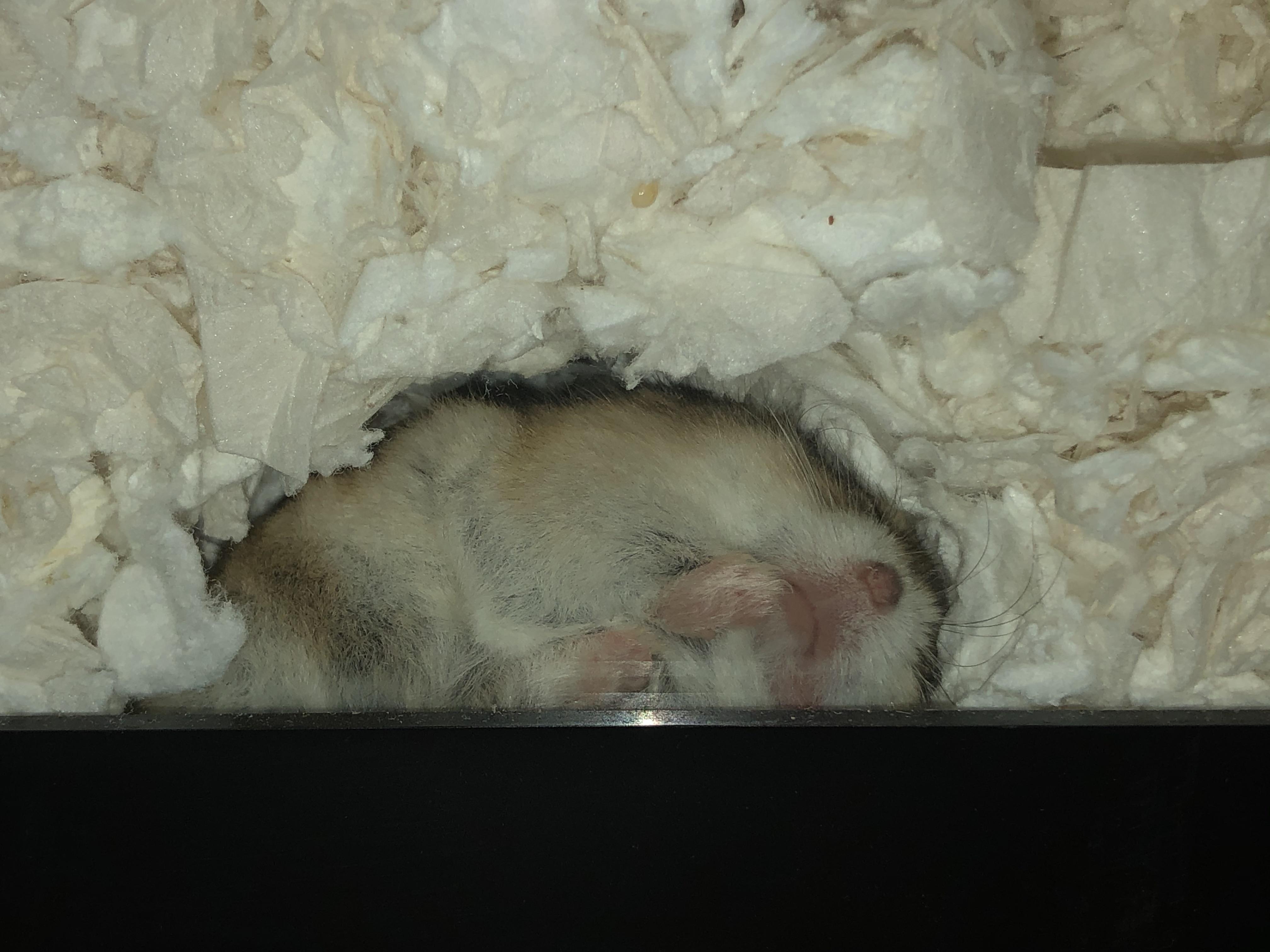 My hamster made a burrow on the side of her tank so I can see her