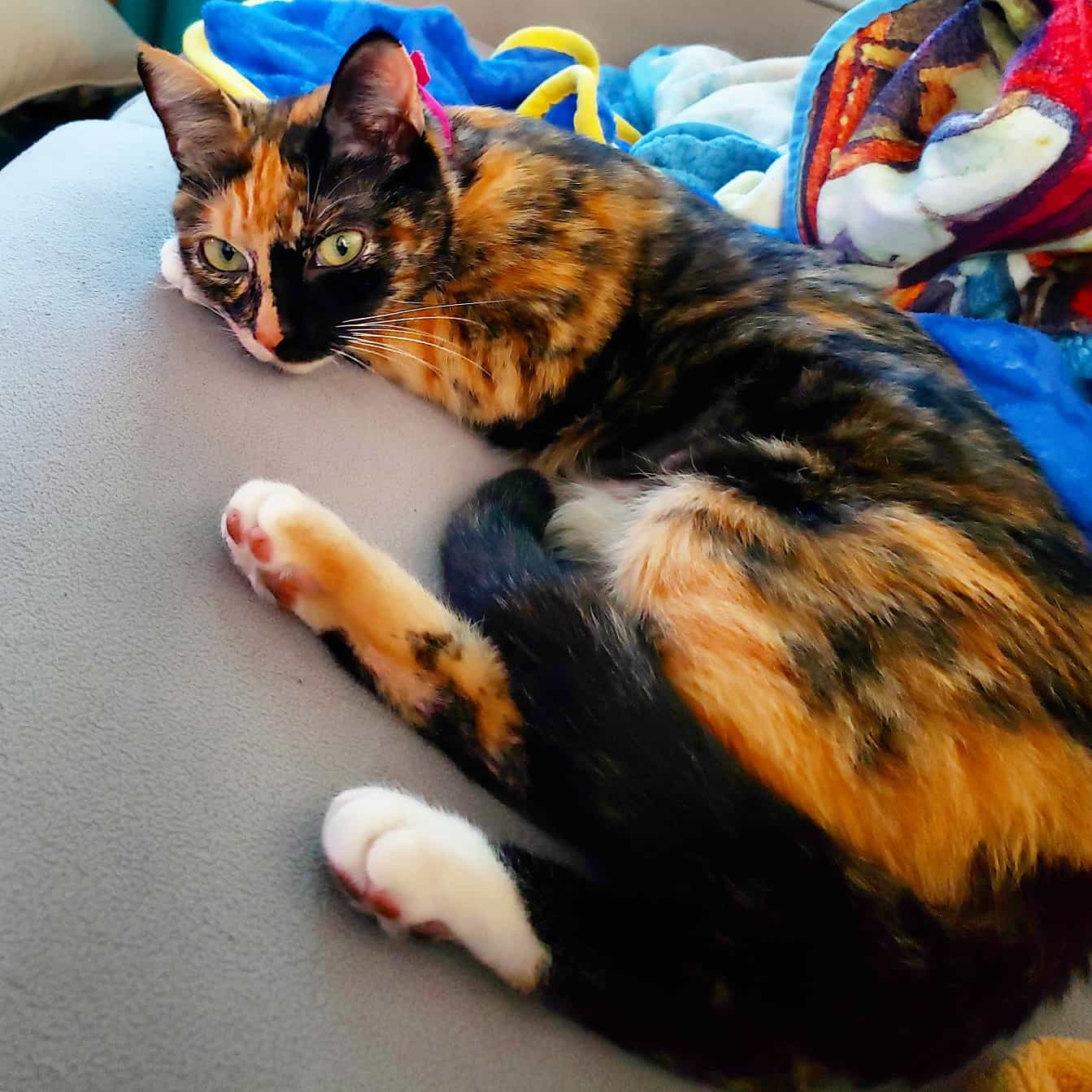 overview for ZaraWolf