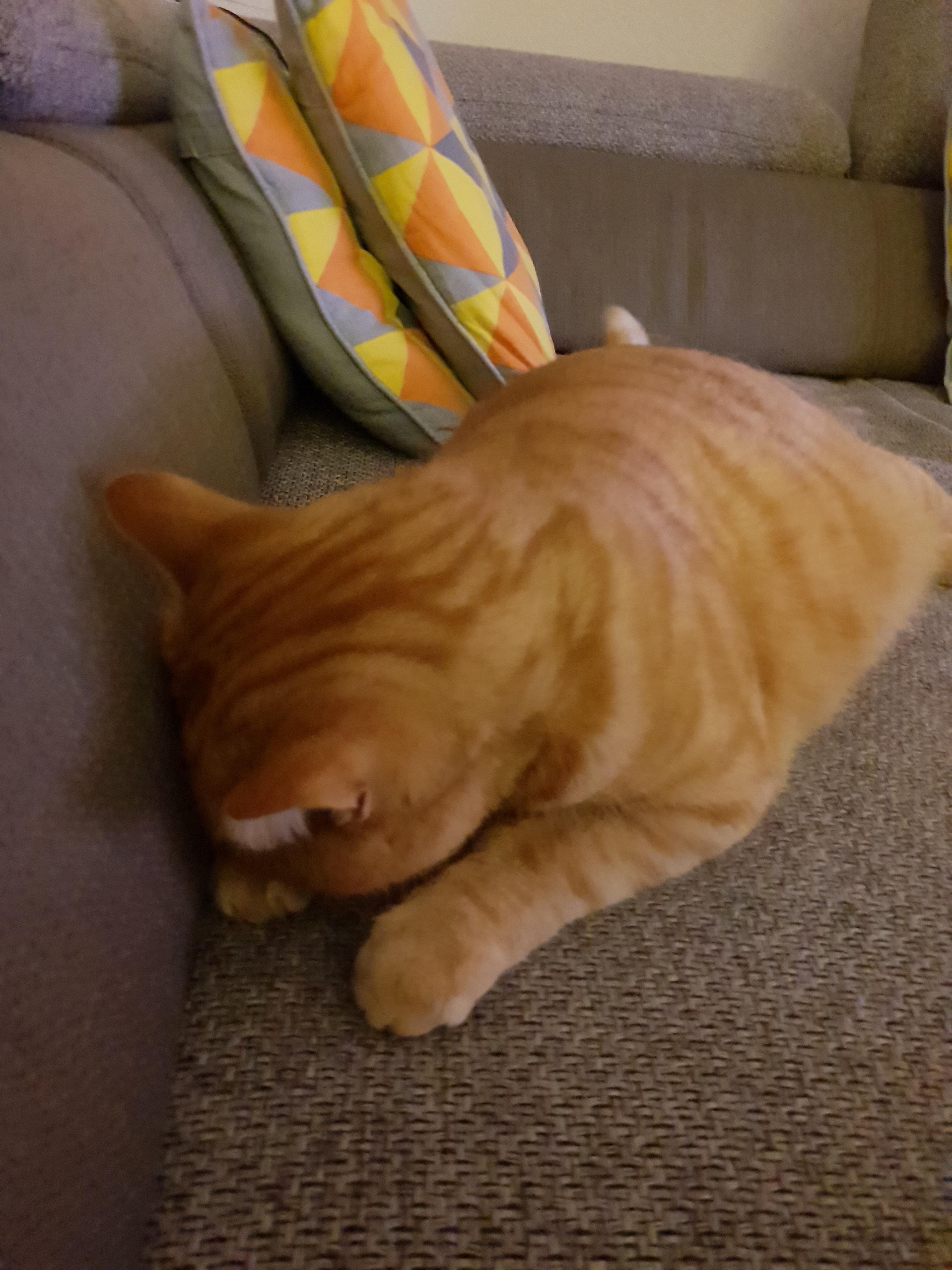 The way my cat sleeps r/aww