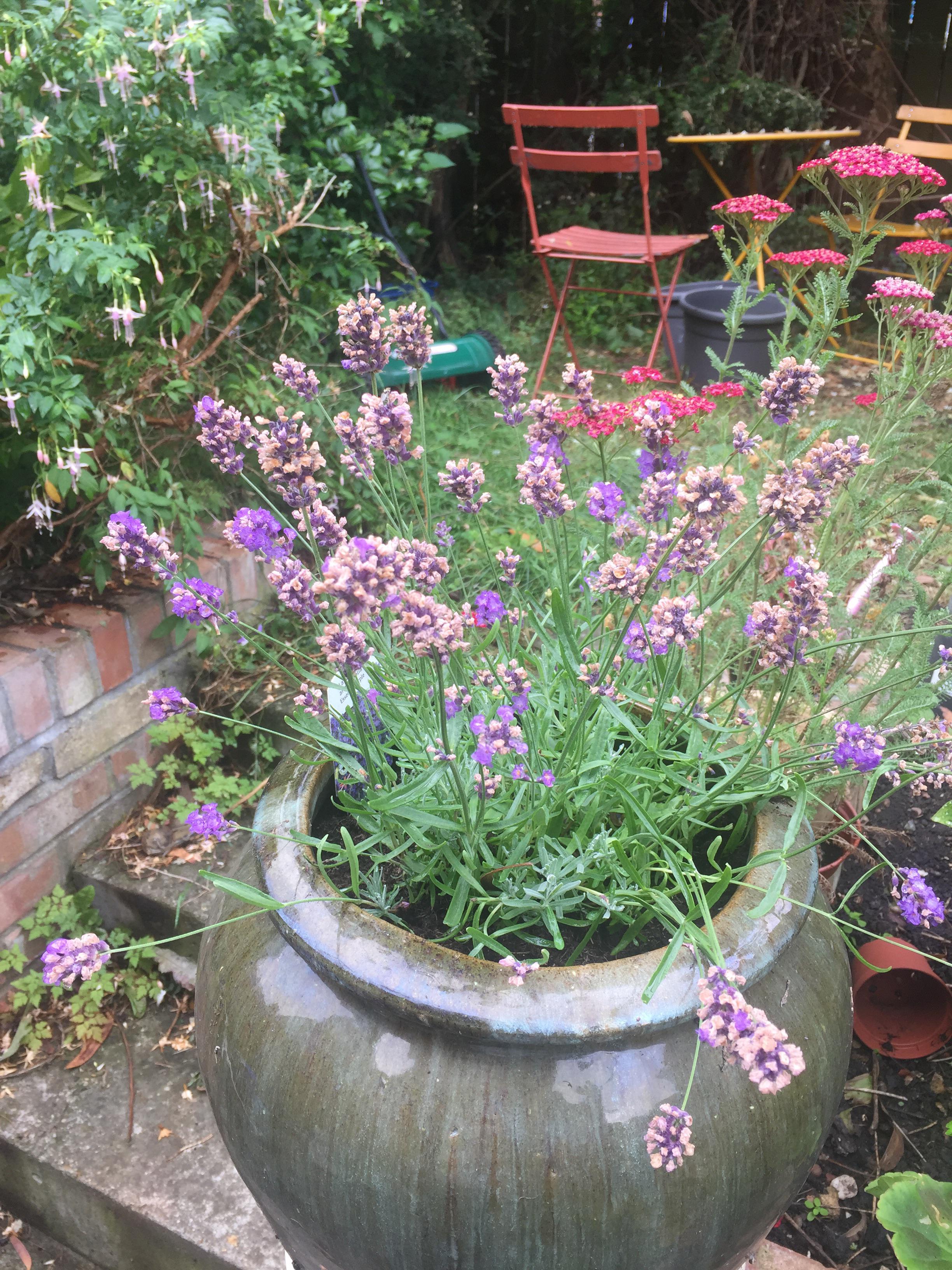 Is my lavender in a bad way? r/plantclinic