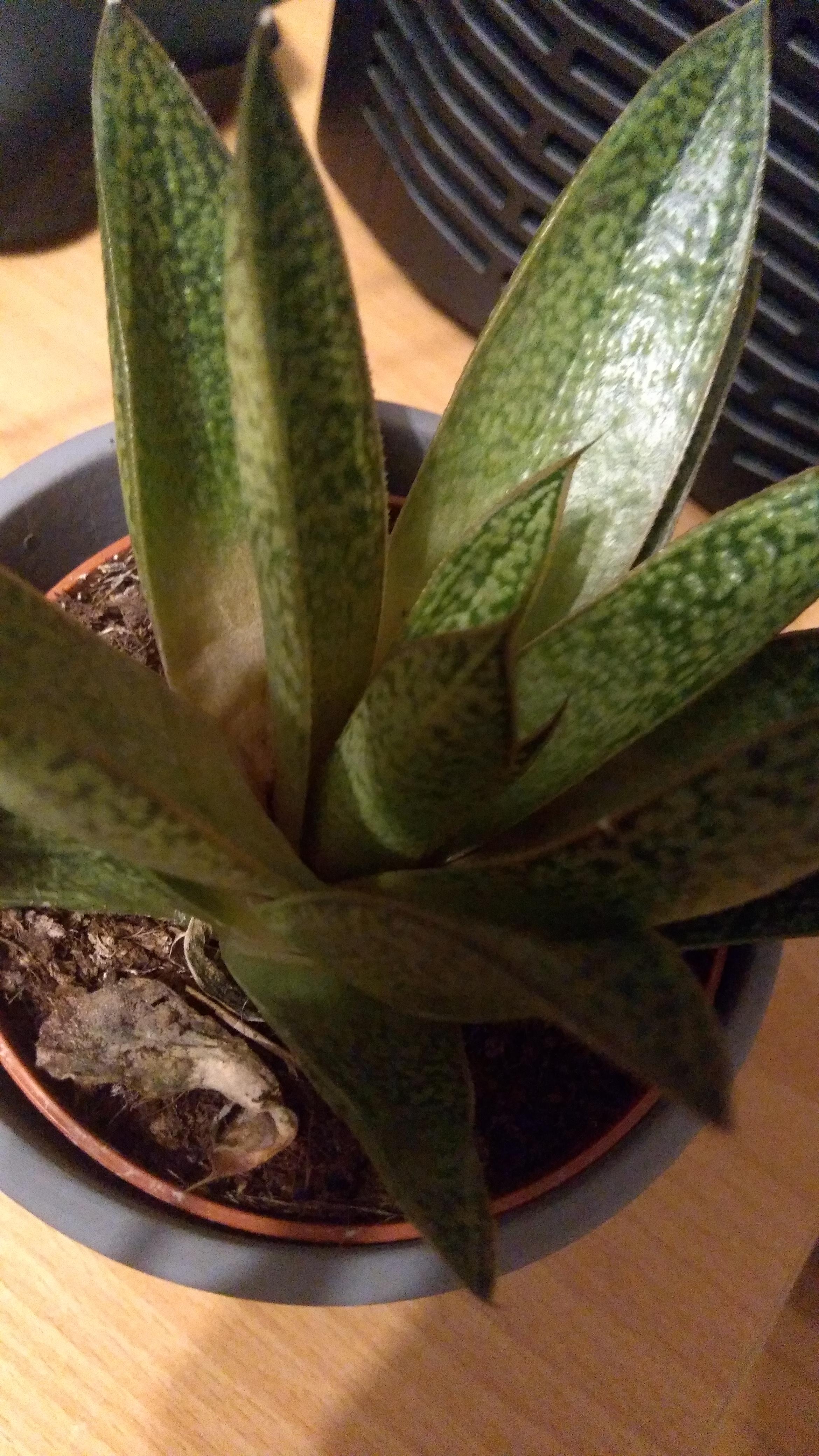 Succulent Gasteria Duval Care Gasteria Alchetron The