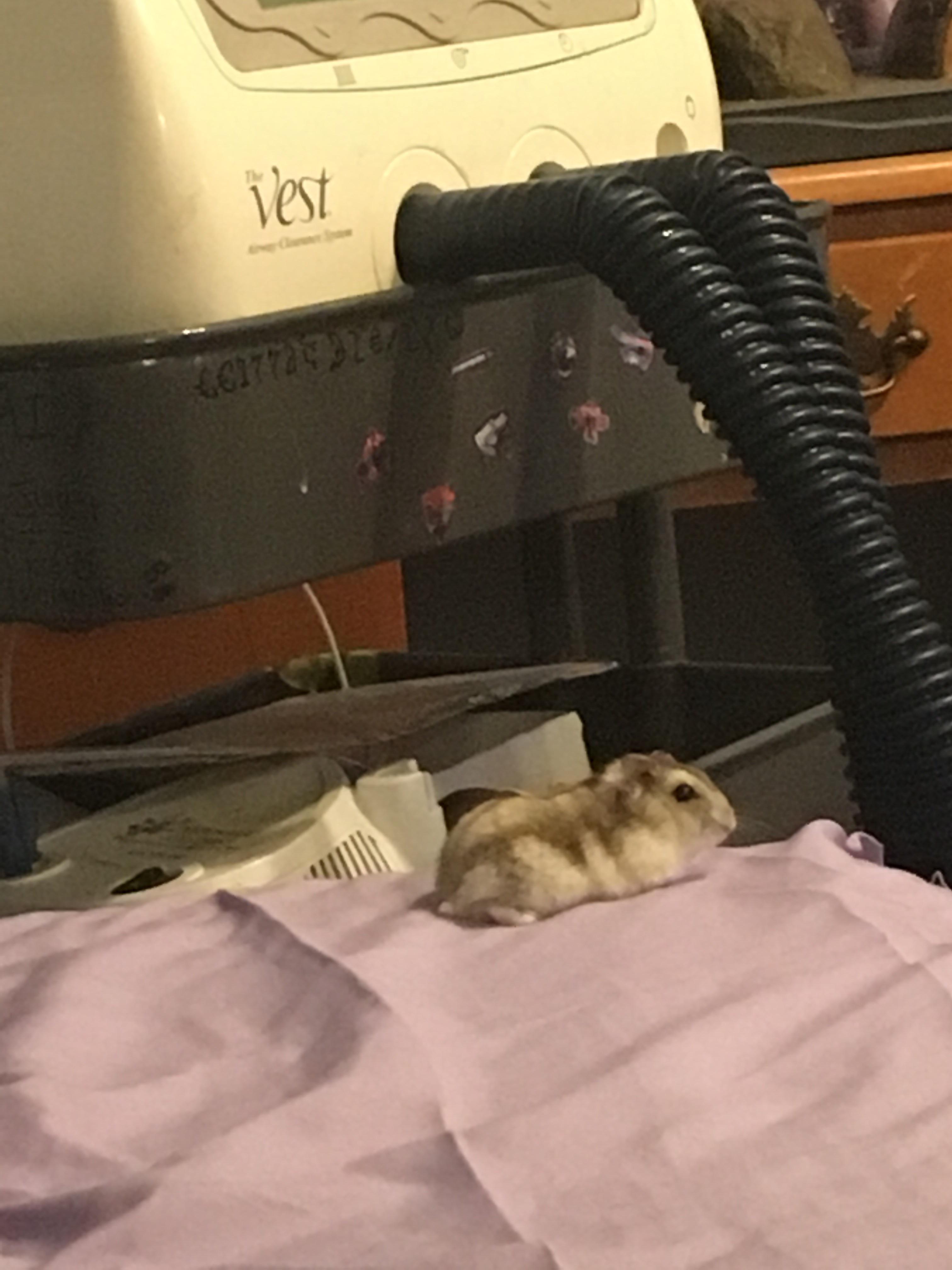 I think I bought a cat instead of a hamster... she free roams my bed