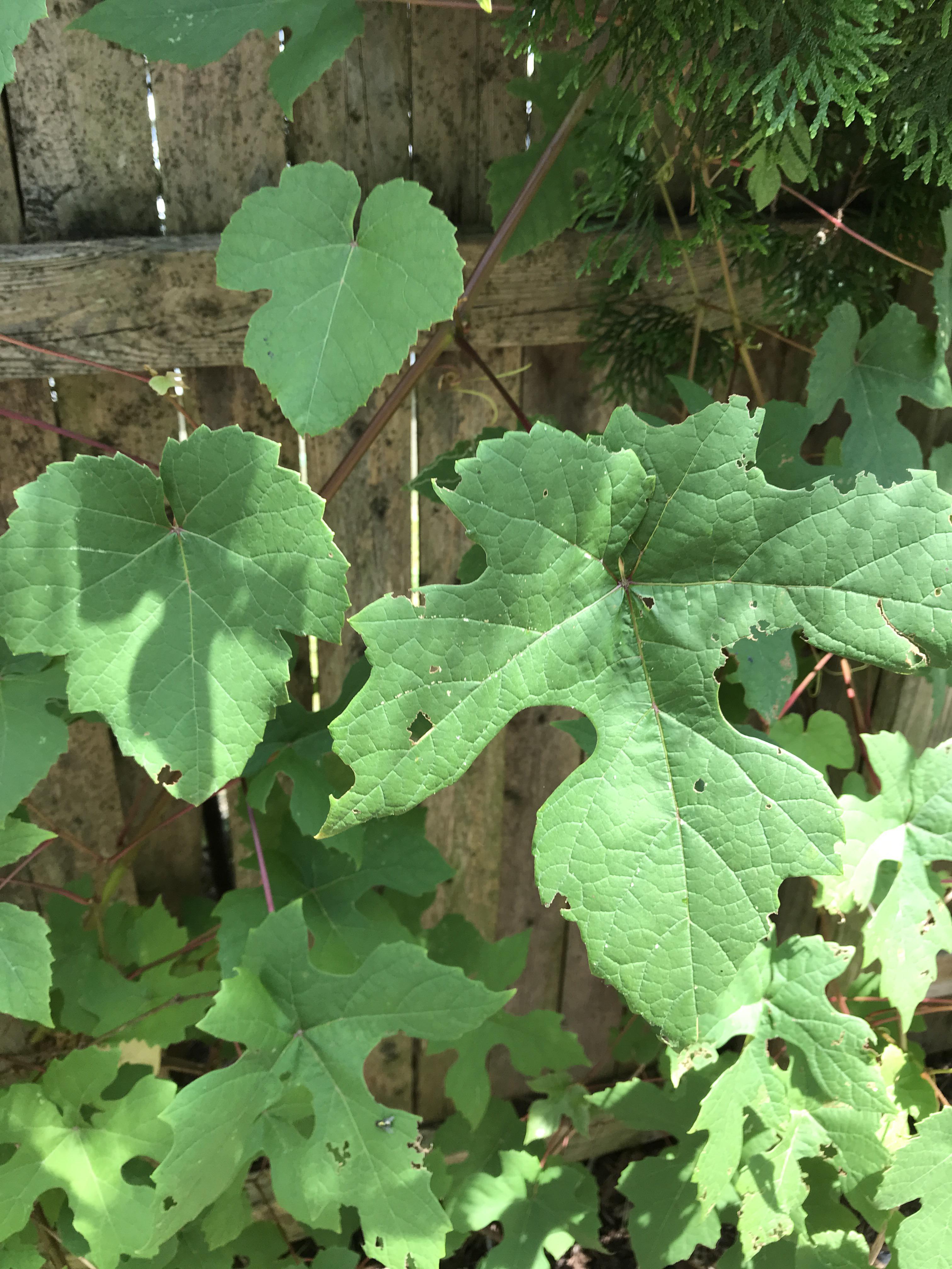 Why does my single grape vine produce two totally different shaped