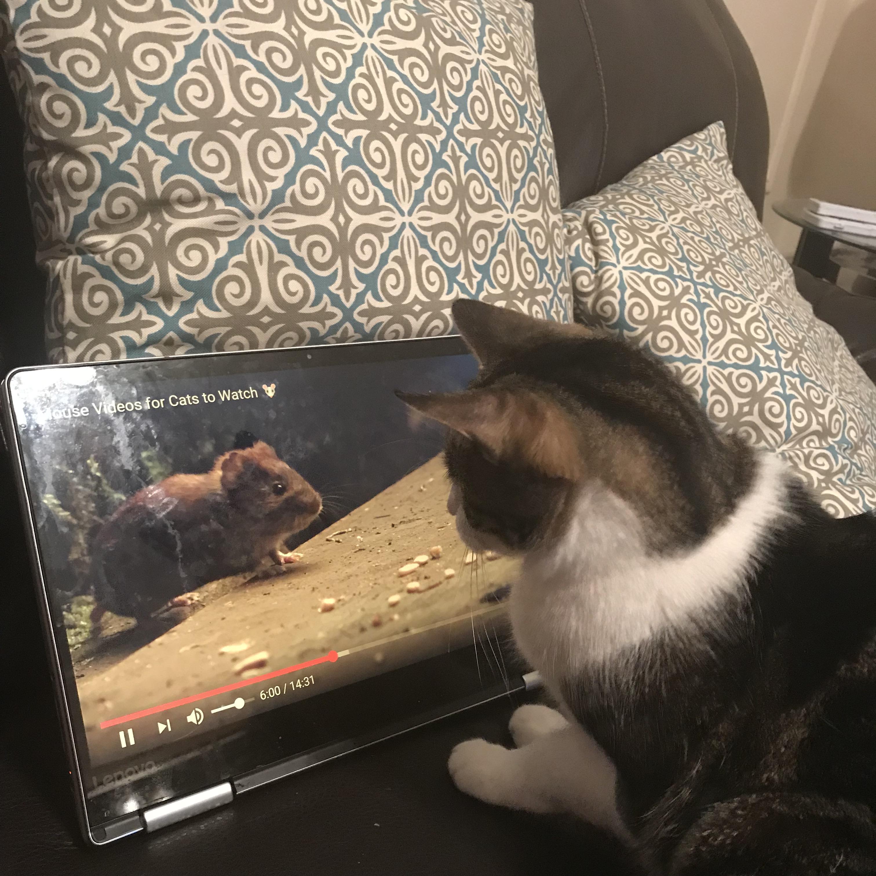 When you’re a lazy parent & give the child some entertaining television