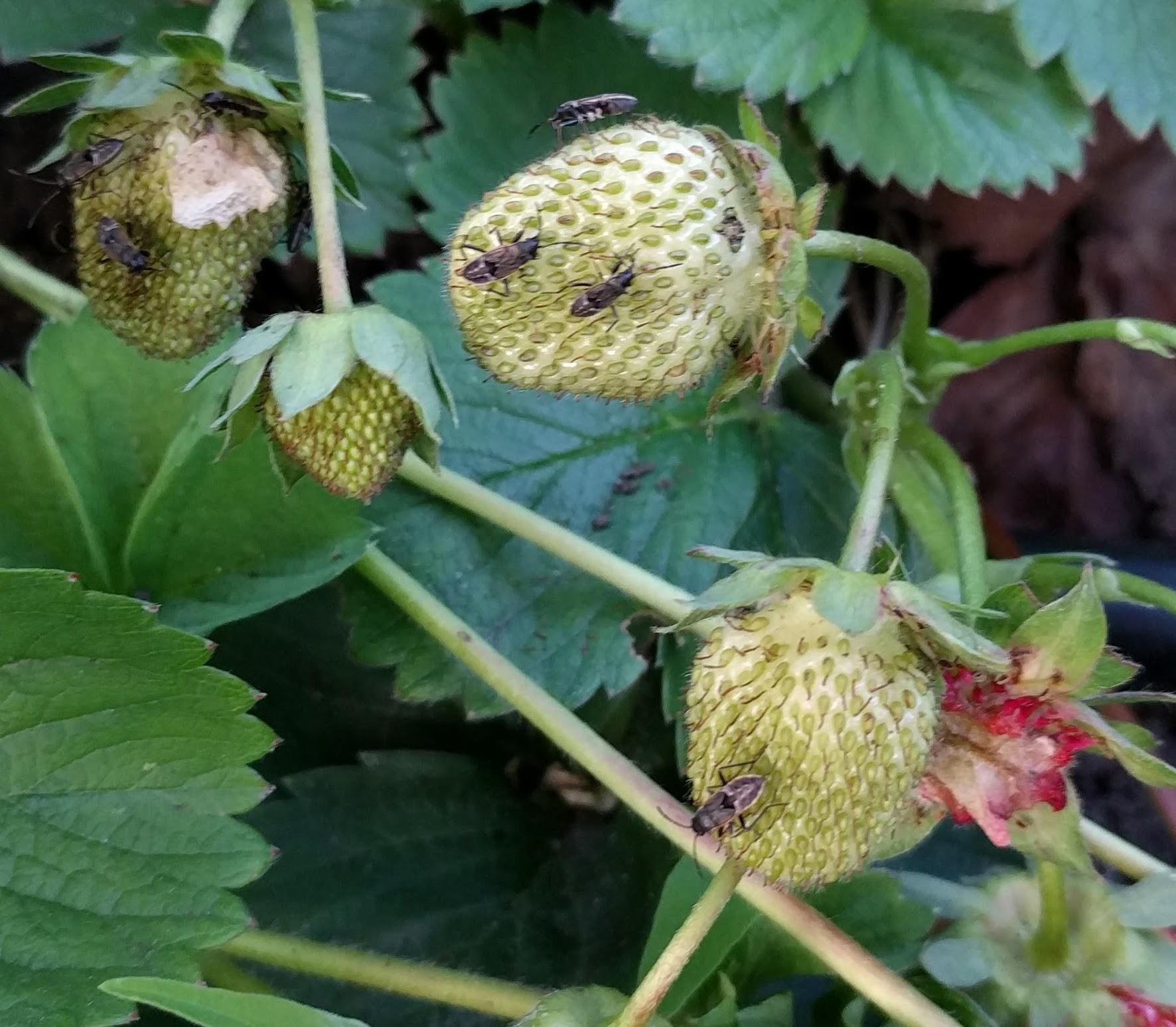 Help! Whats eating my strawberries? r/gardening