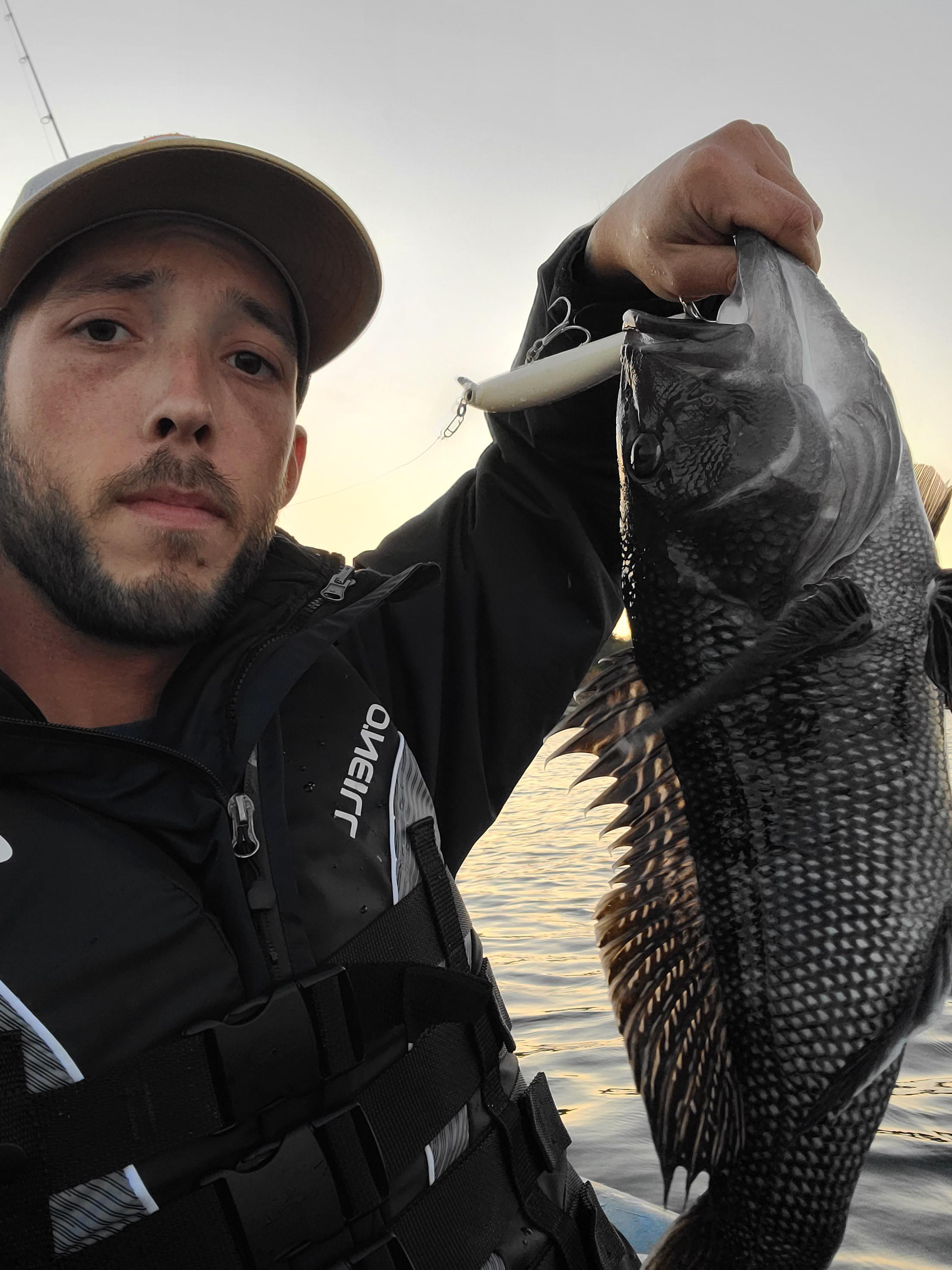 This was a surprise. Black sea bass on yozuri hydro minnow. r/Fishing