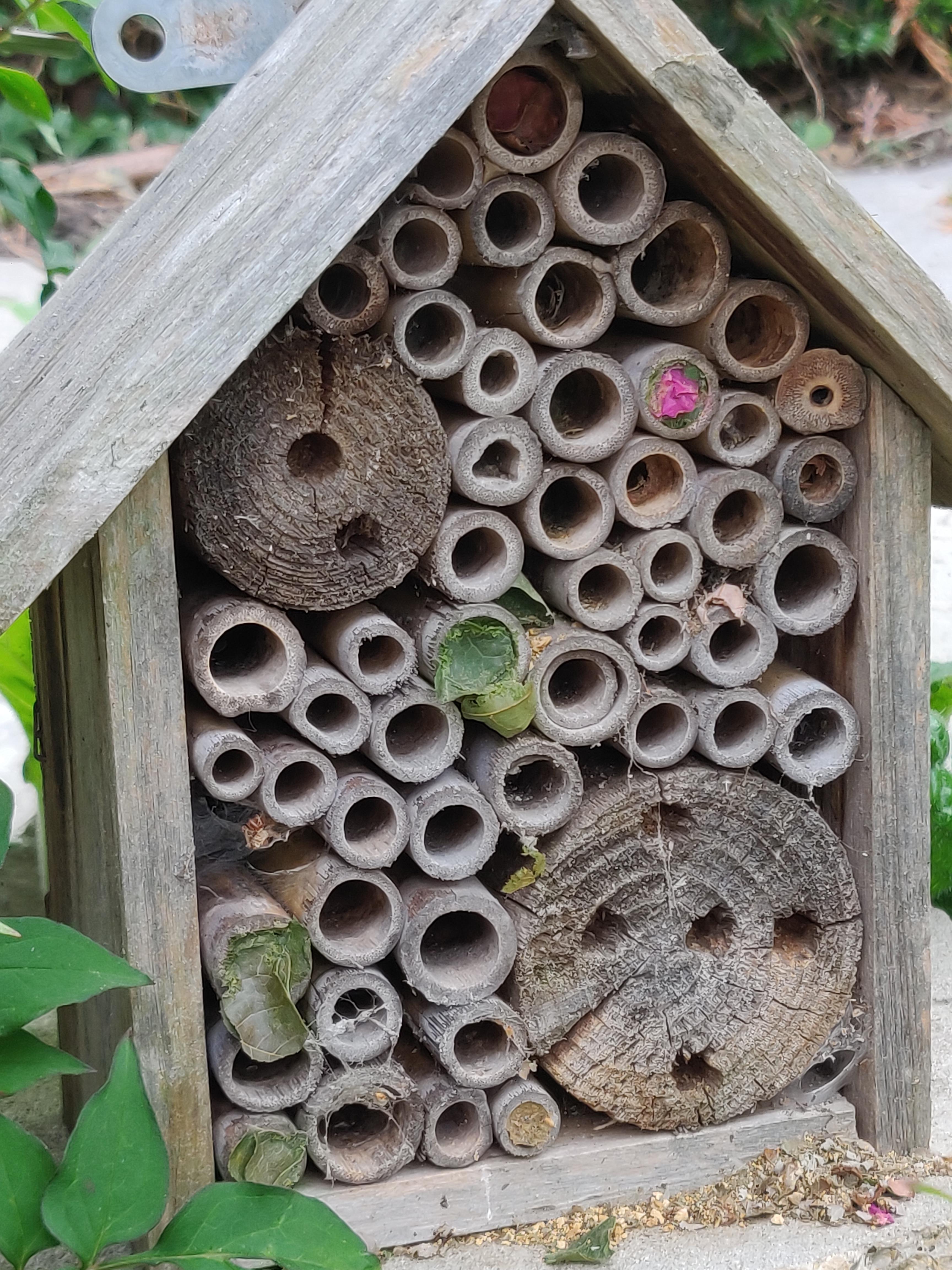 A bee in my garden used a flower petal to make it's nest r/mildlyinteresting