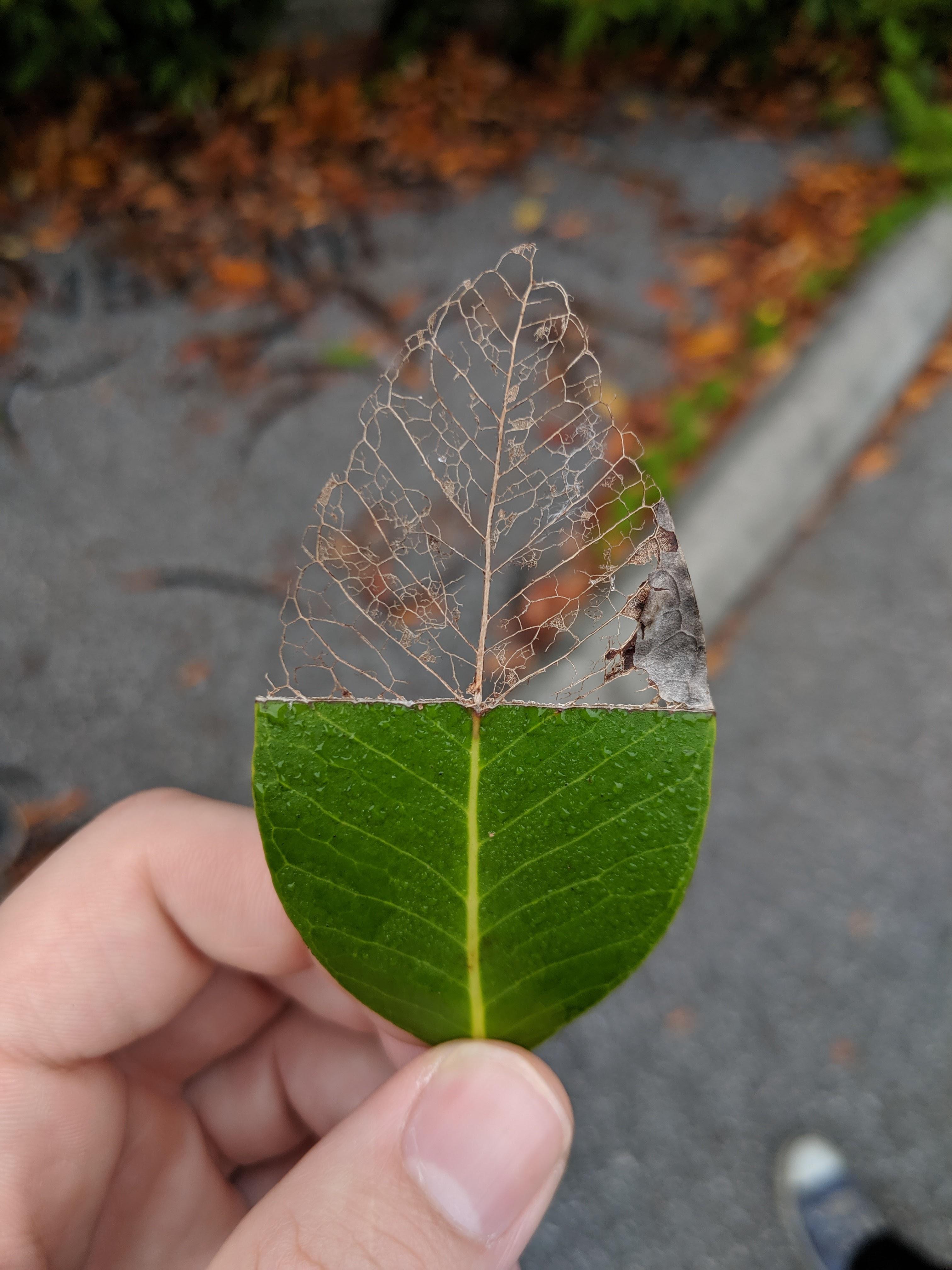 I found a leaf that is half veins-only. : mildlyinteresting