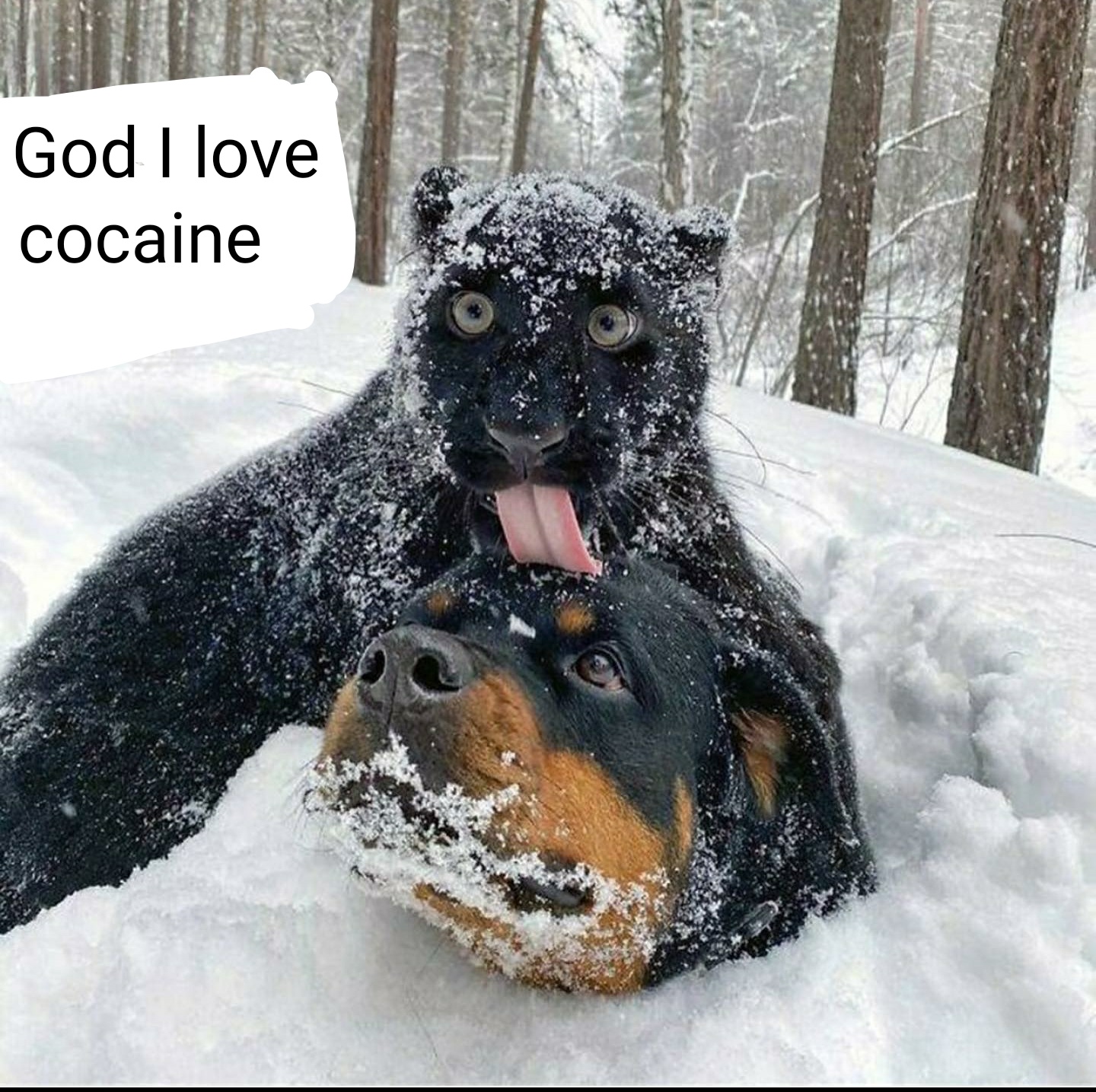 I can taste sound memes