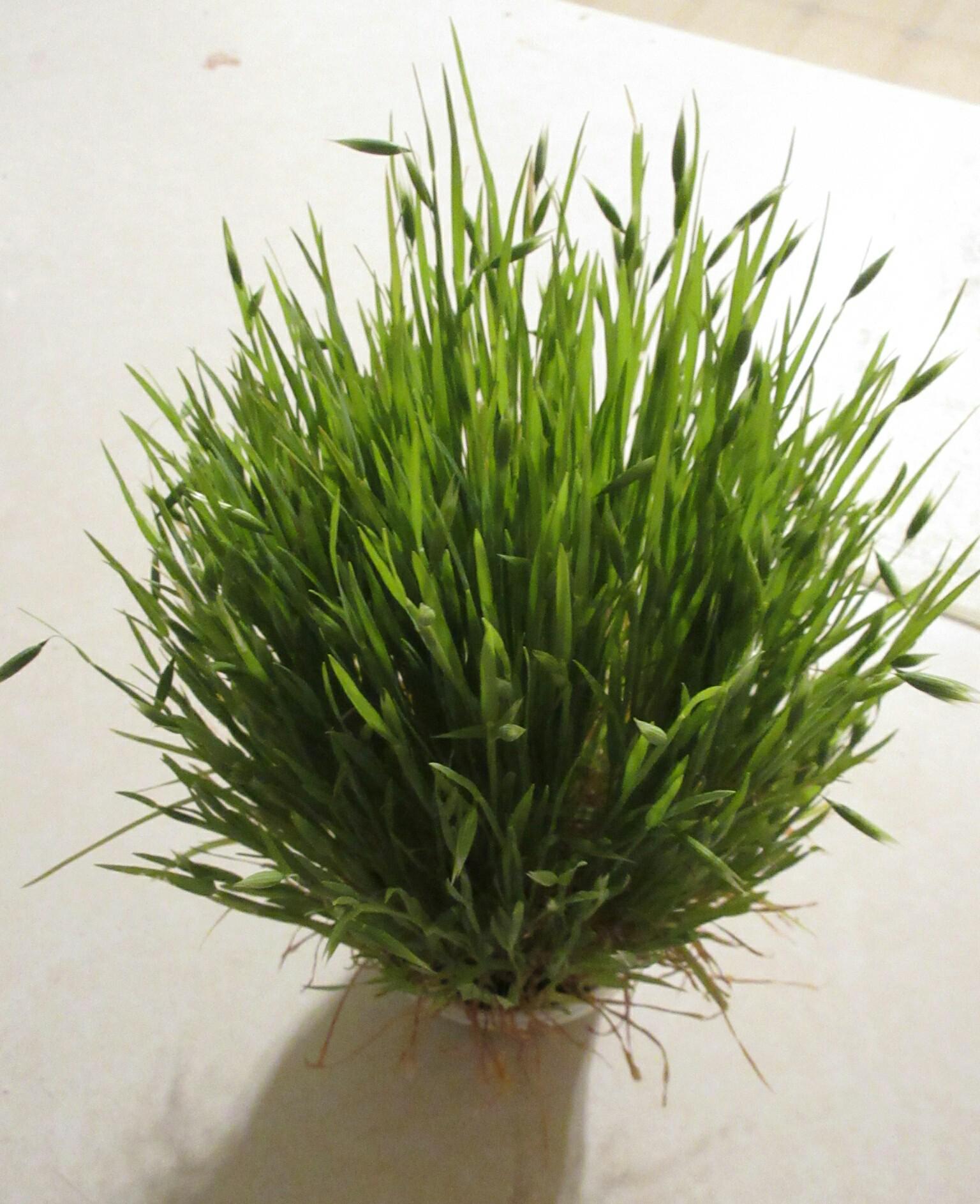 Cat grass (oat) that has gone to seed. 10" tall but kitty definitely