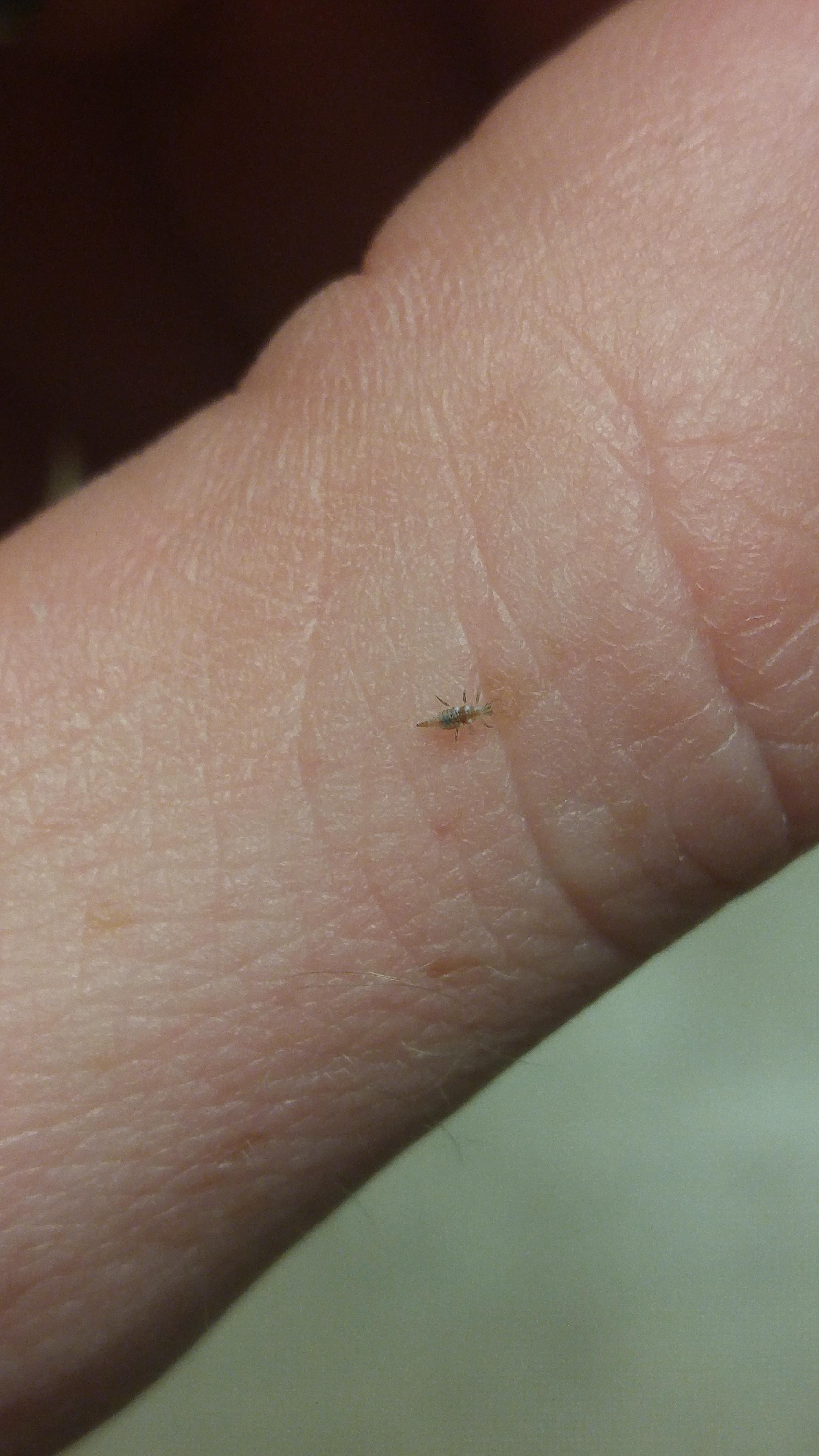 Lacewing Larvae Bite
