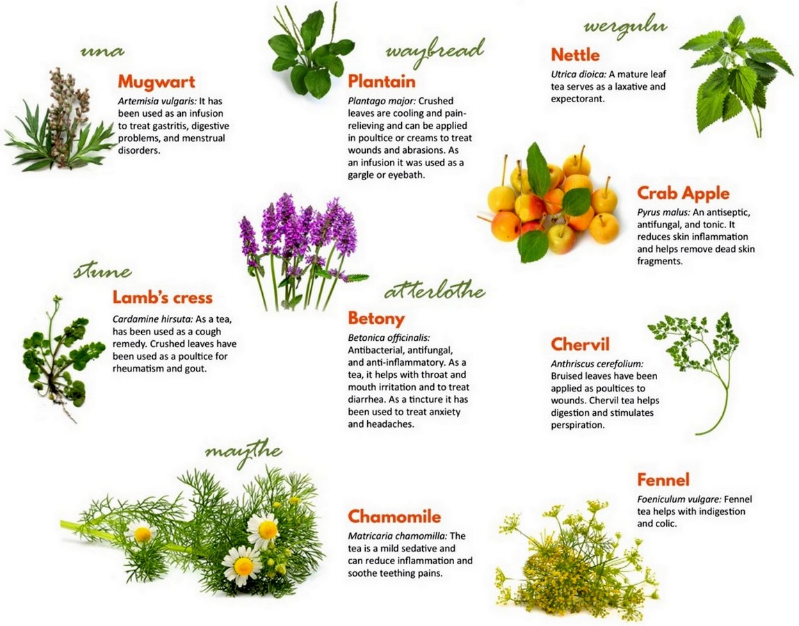 Nine magical herbs. r/coolguides