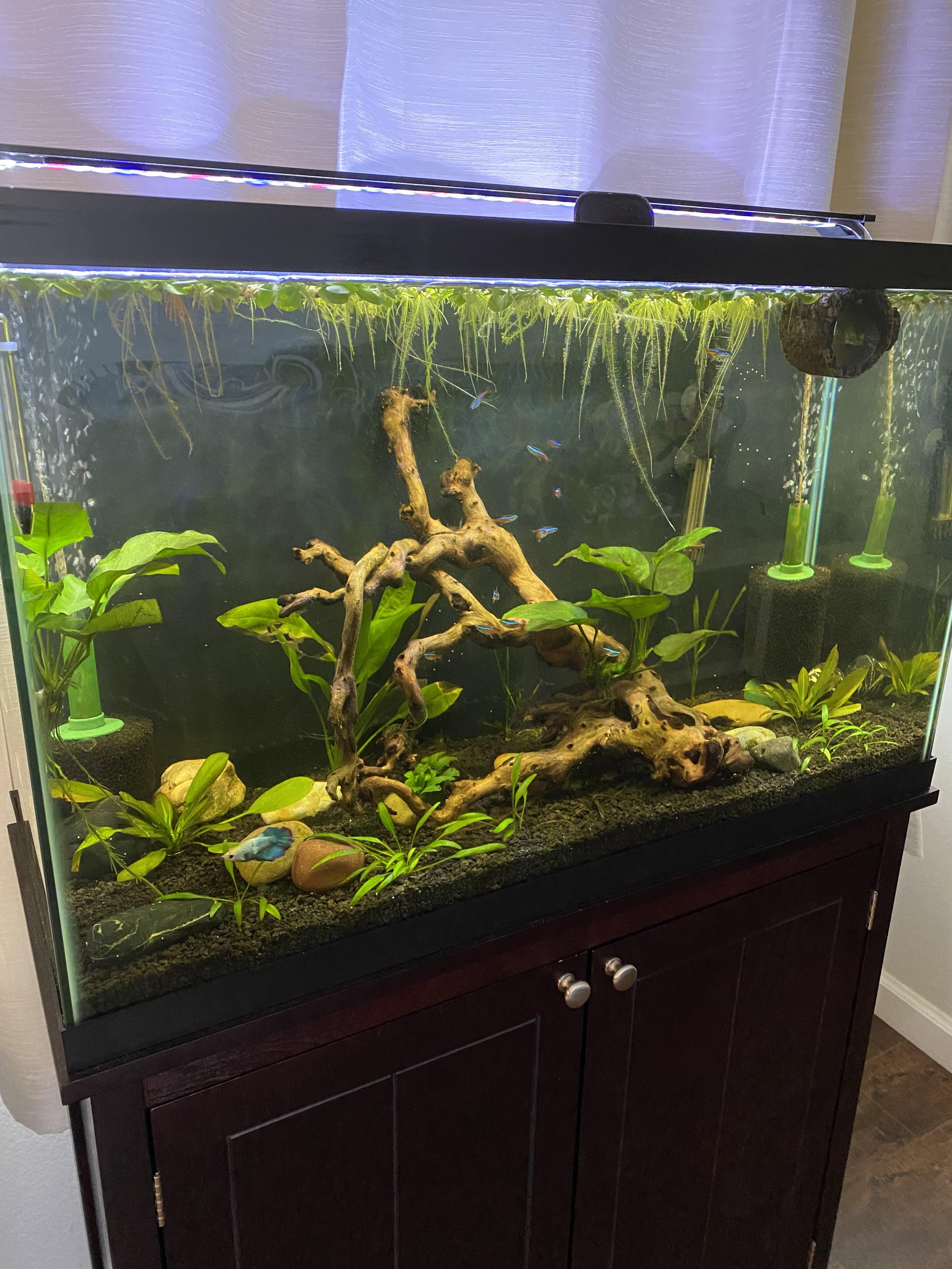 My planted community tank r/PlantedTank