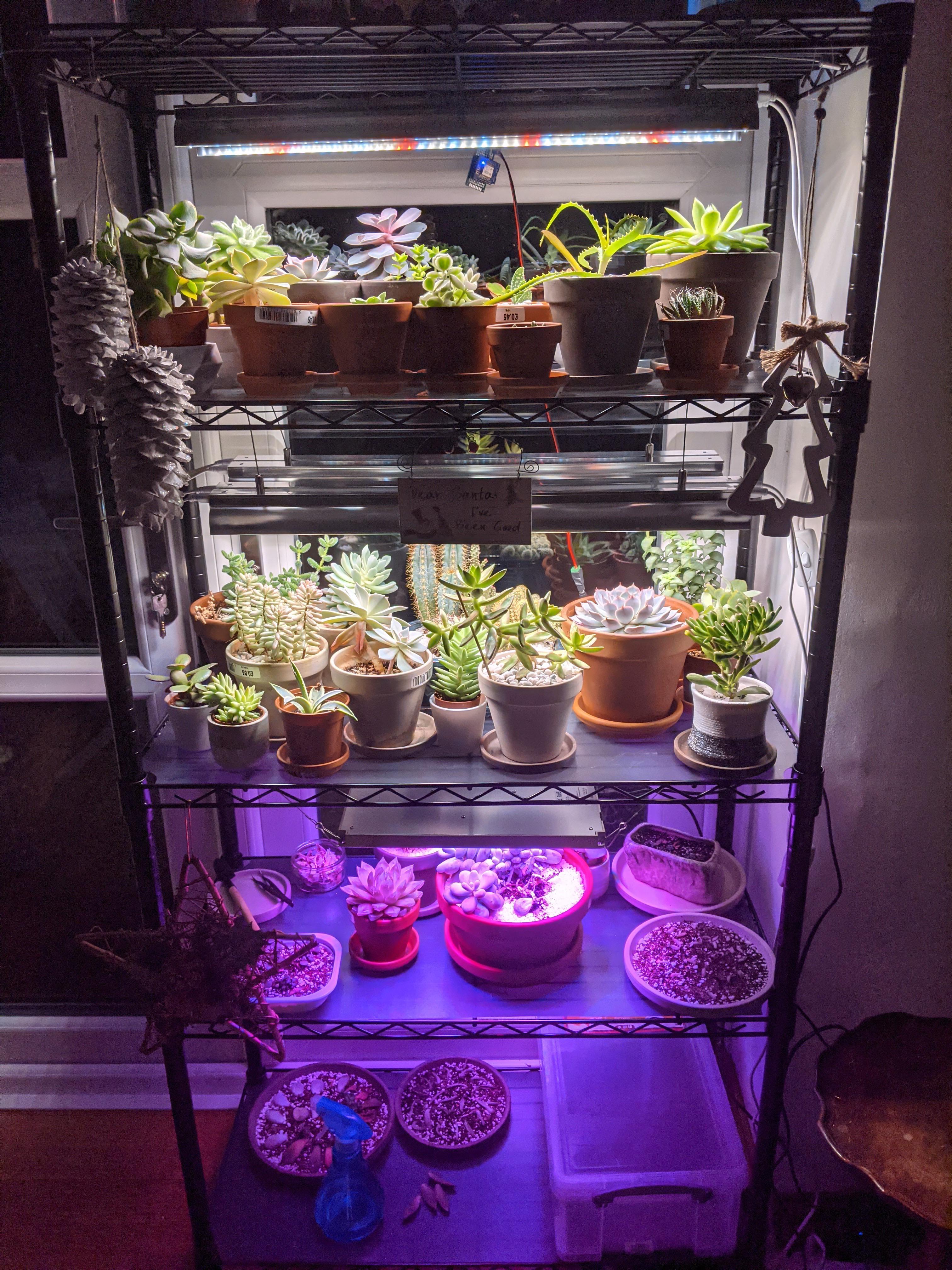 New LED grow lights overwintering setup. Just need to order a few more