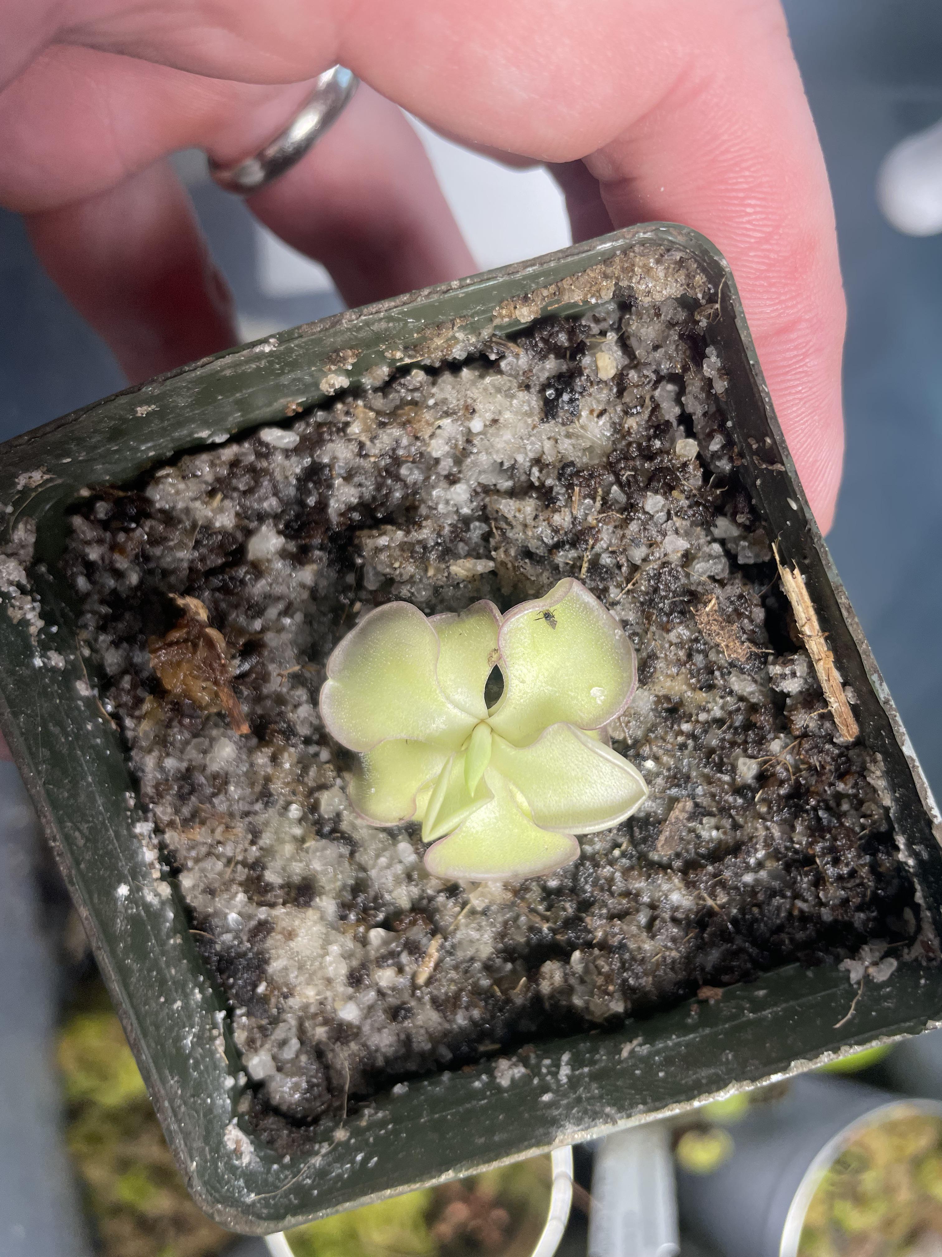 Anybody knows about a good glue I can put on my pinguicula leafs ? I’ve