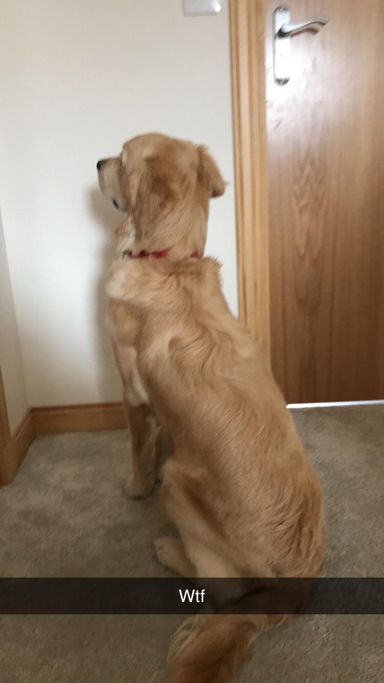 My dog spent a weird amount of time staring at a wall r/teenagers