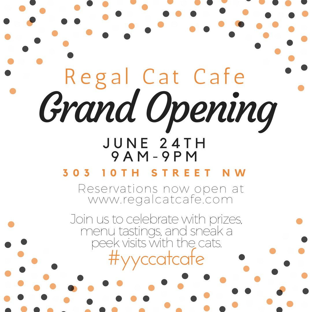 The cat cafe is opening later this month r/Calgary