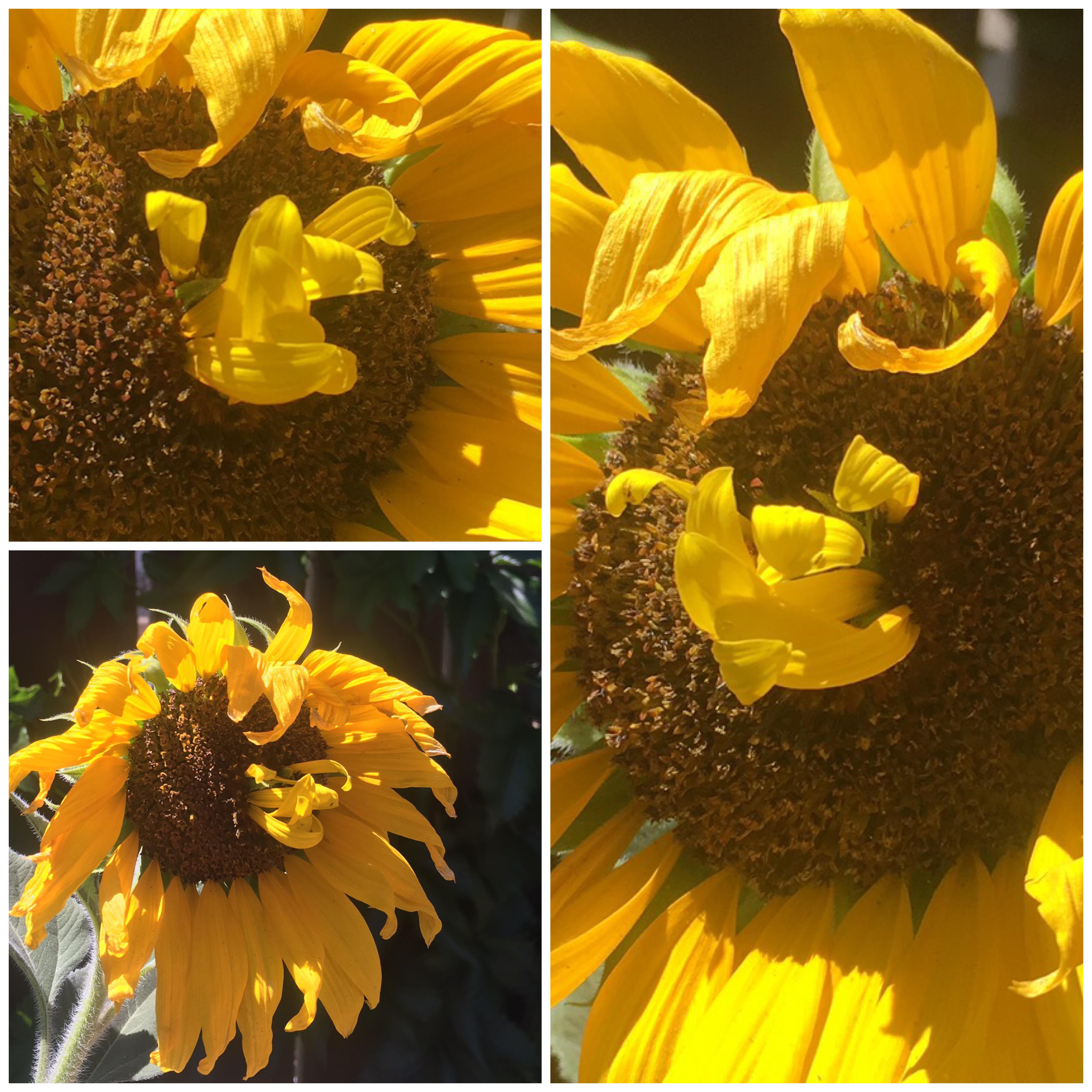 Mutant Sunflower Update. The sunflower started to grow petals in the