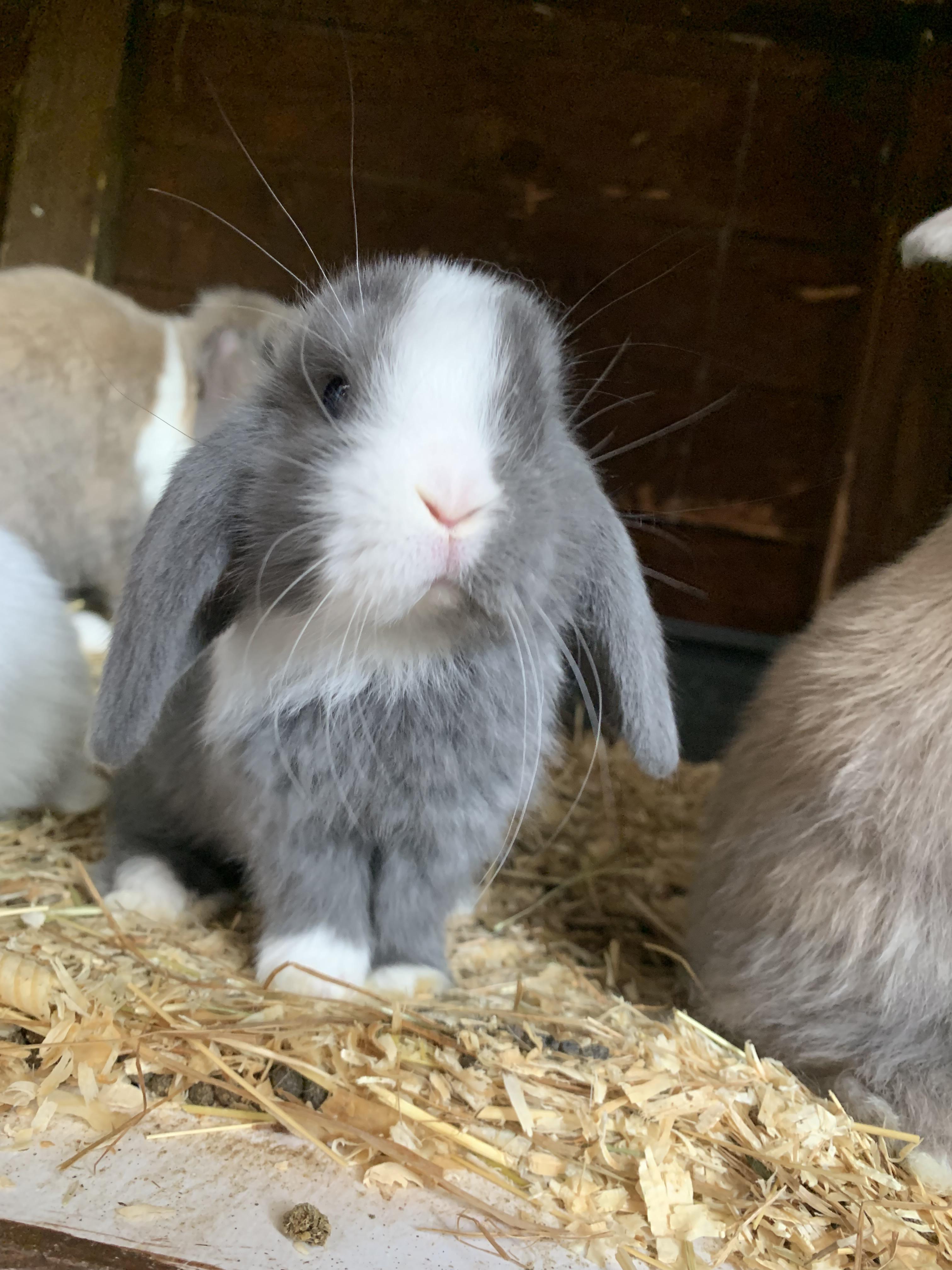 Rabbit reddit meet Luna r/Rabbits