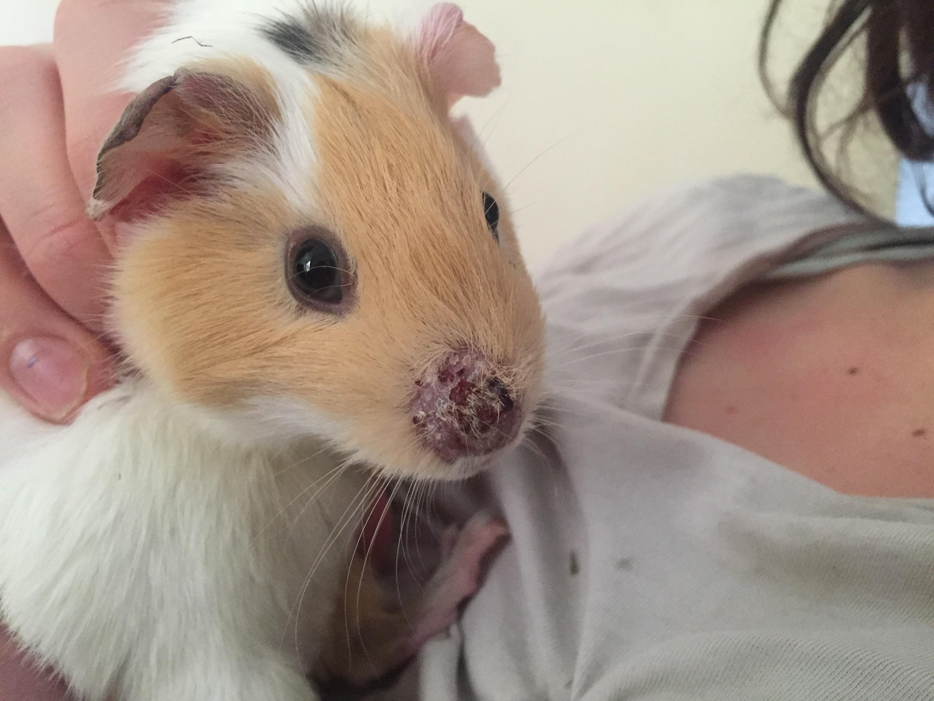 I got this little guy a week ago. His nose is starting to concern me