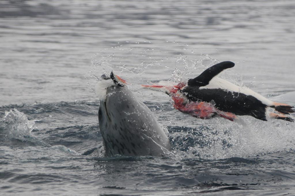 Leopard Seal ripping and throwing a Penguin around r/natureismetal
