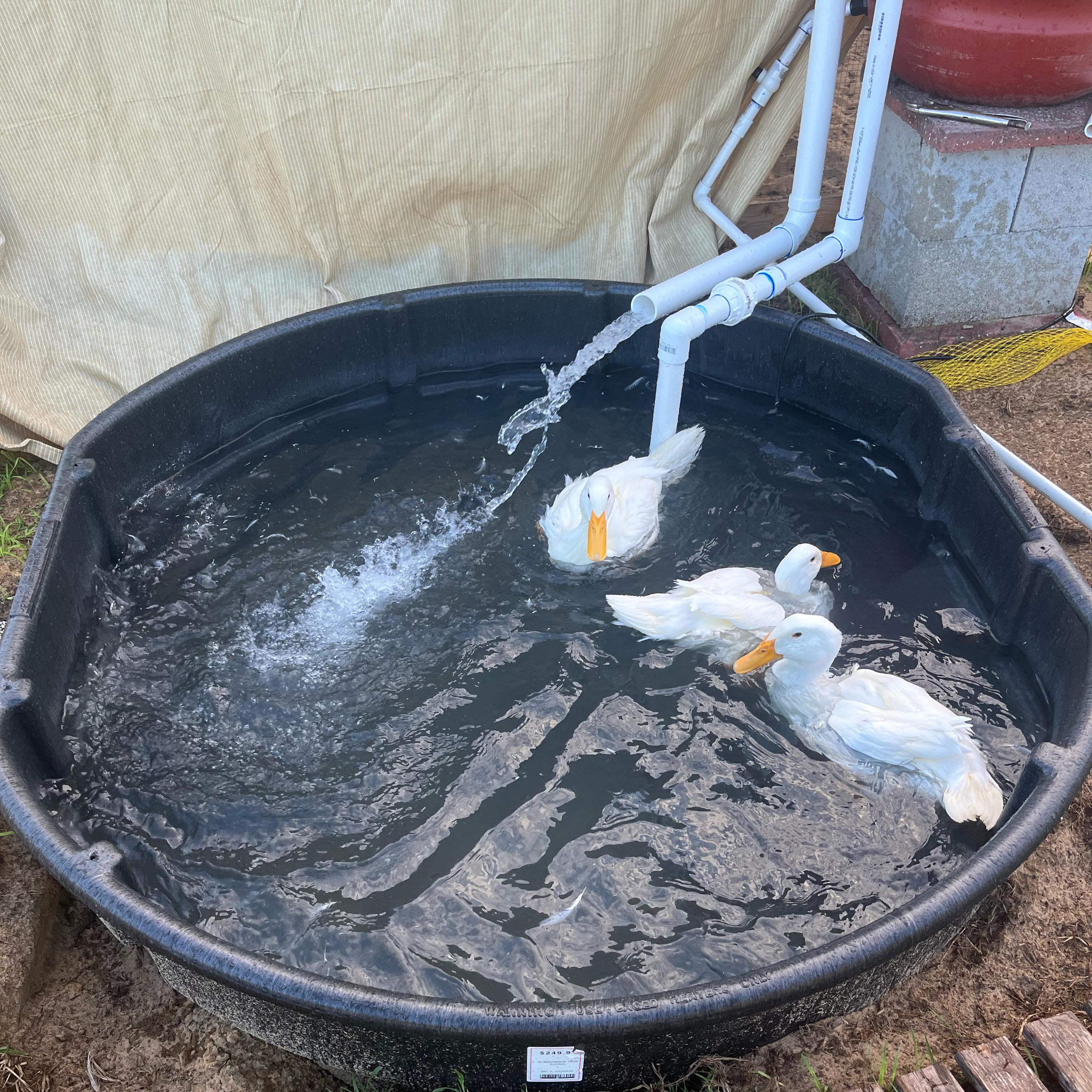 DIY Duck Pound r/duck