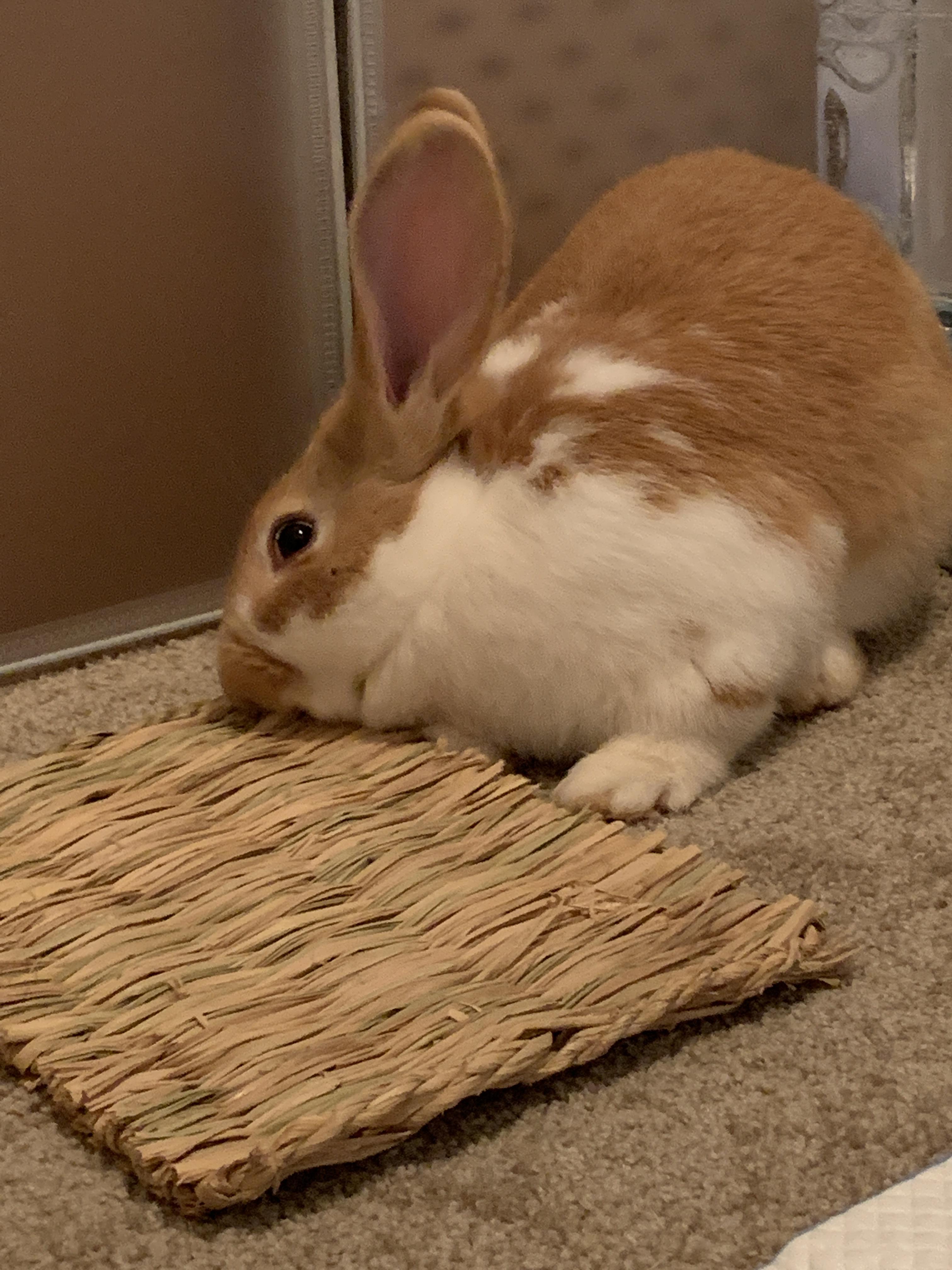 Albert loves seagrass mats r/Rabbits