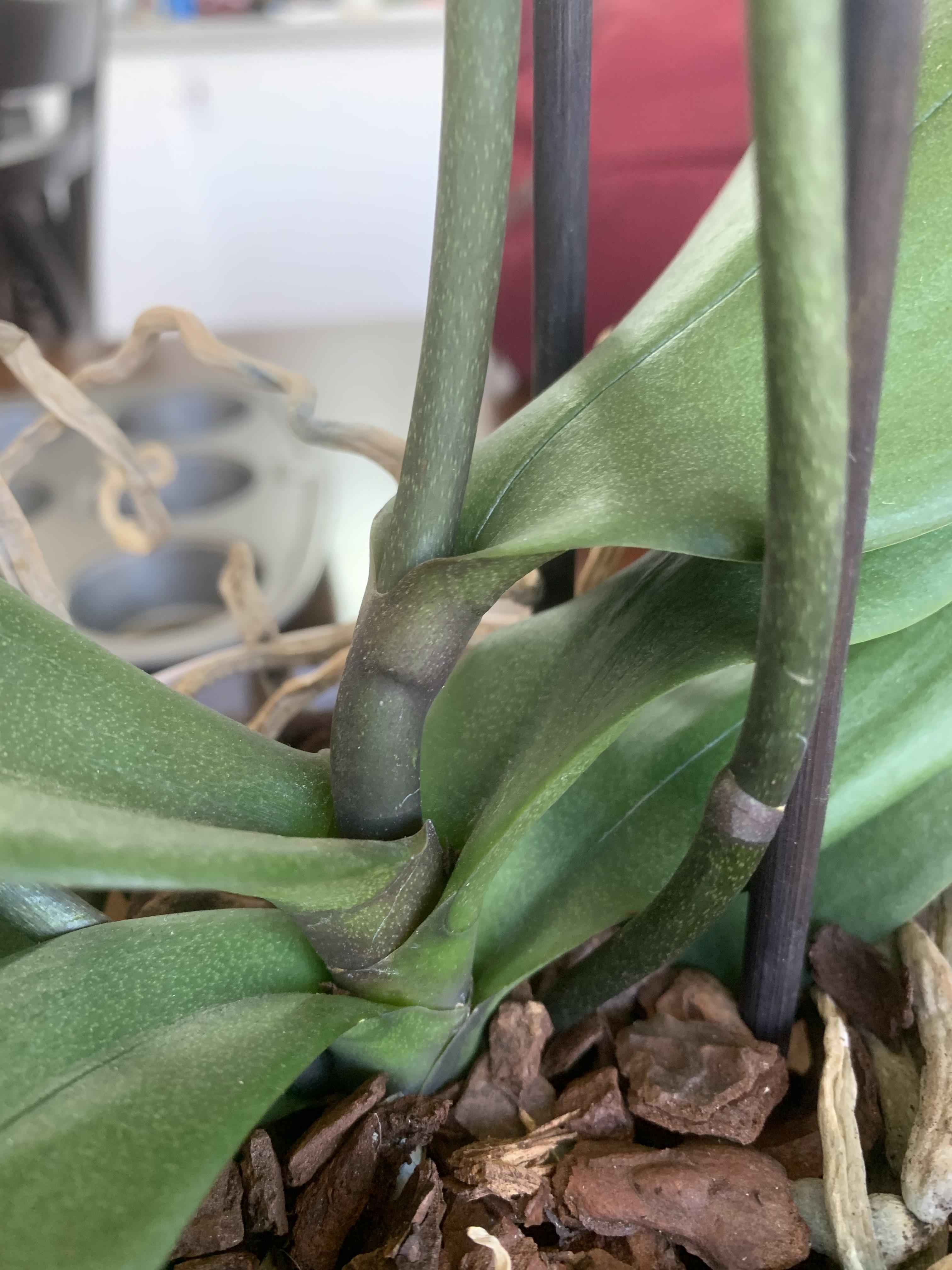 I’ve read this is a terminal spike. What does it mean for my orchid