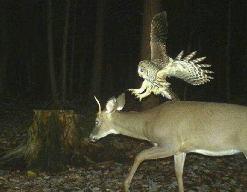 Owl attacking deer natureismetal