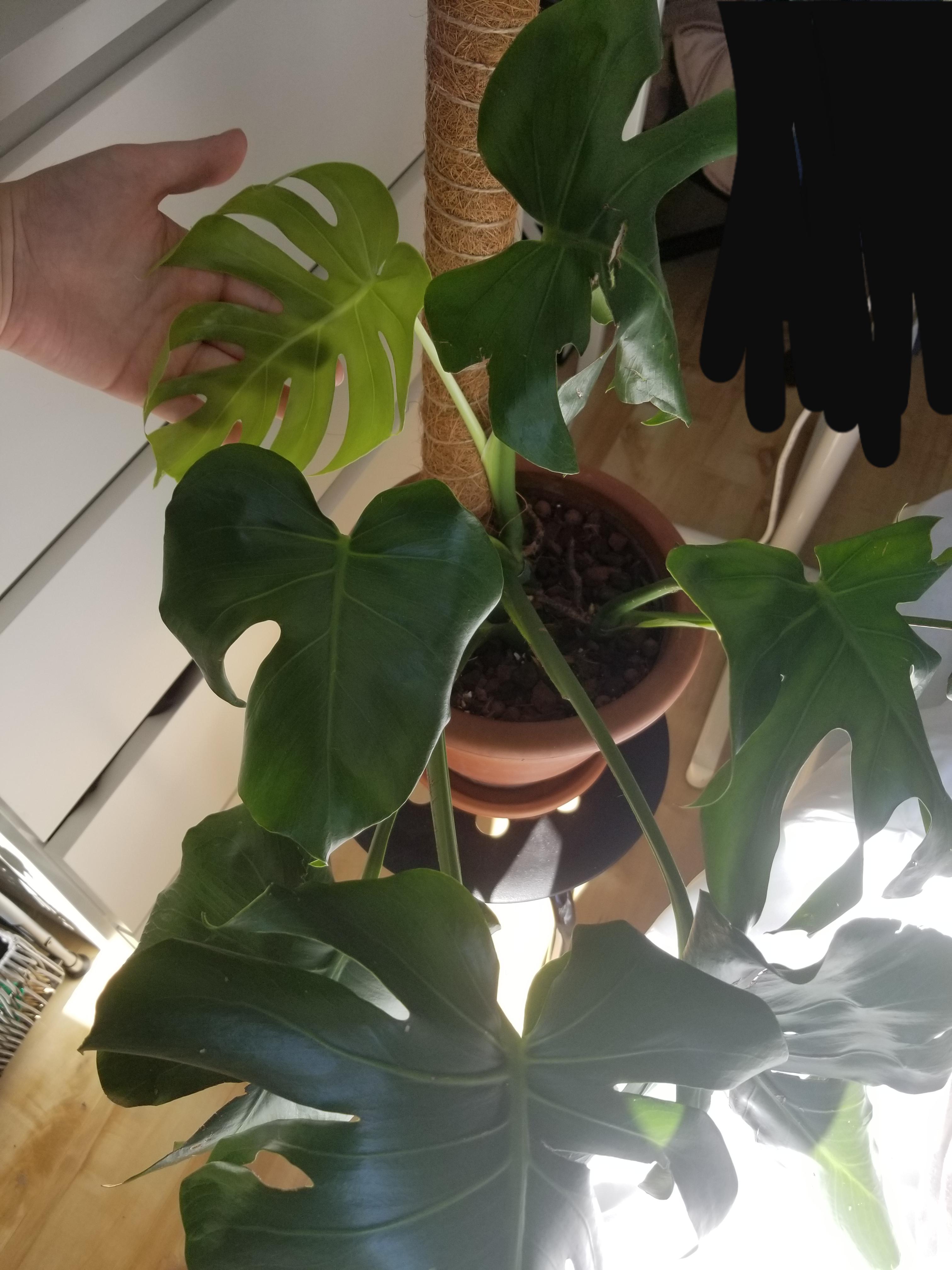 first new leaf in my care. wish it was bigger but it's still cute