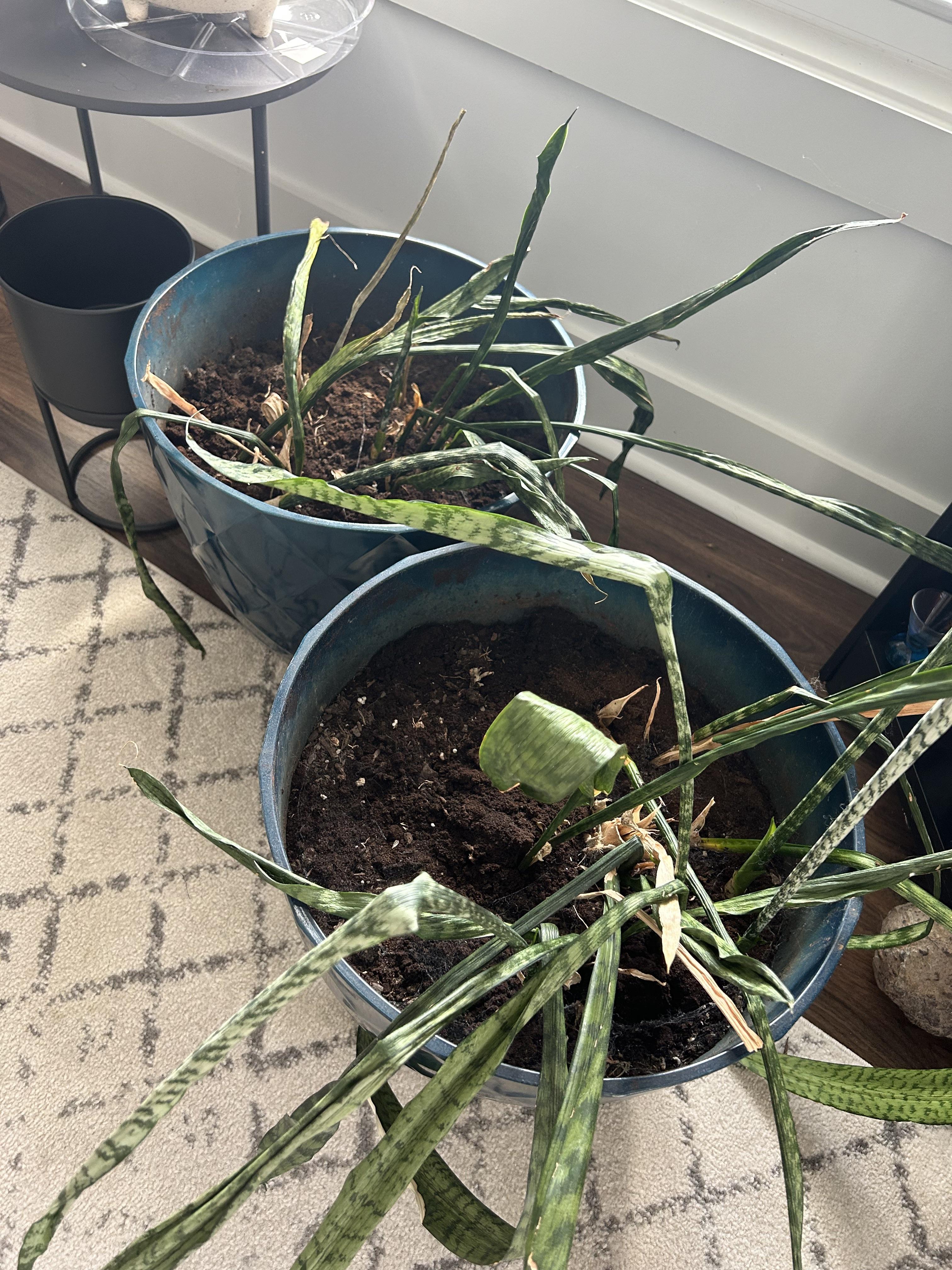 HELP! r/houseplants
