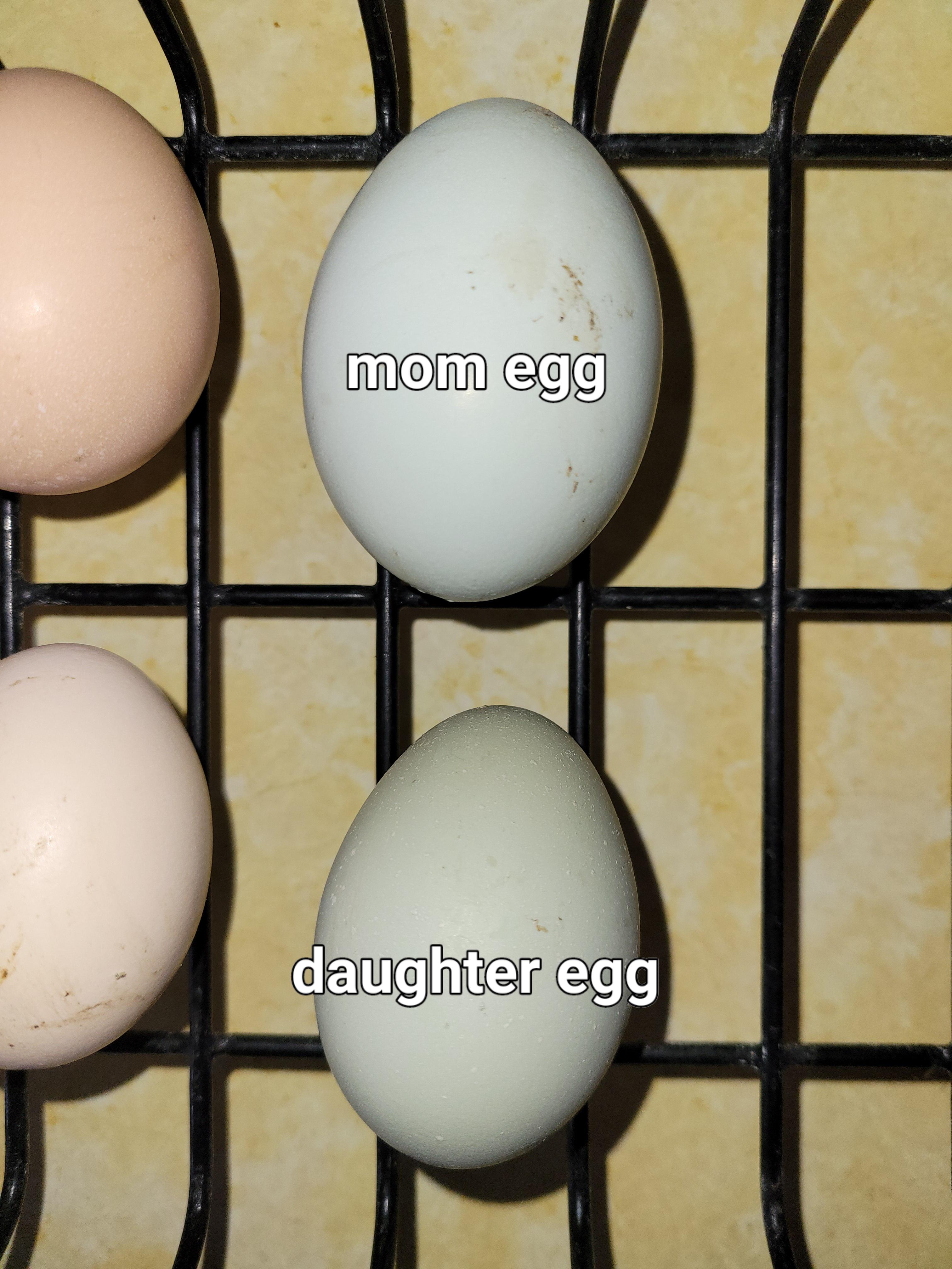 My Ameraucana mix layed her first egg today! My question is, is it