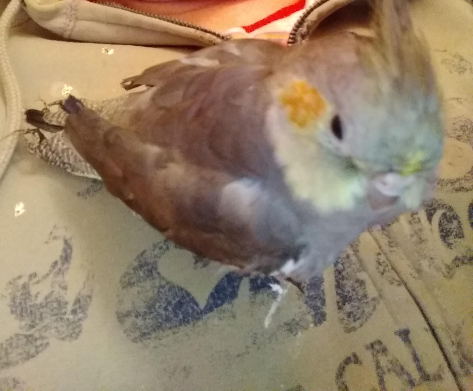 Missing bird in Reynoldsburg if you see please dm. Thank you! Columbus