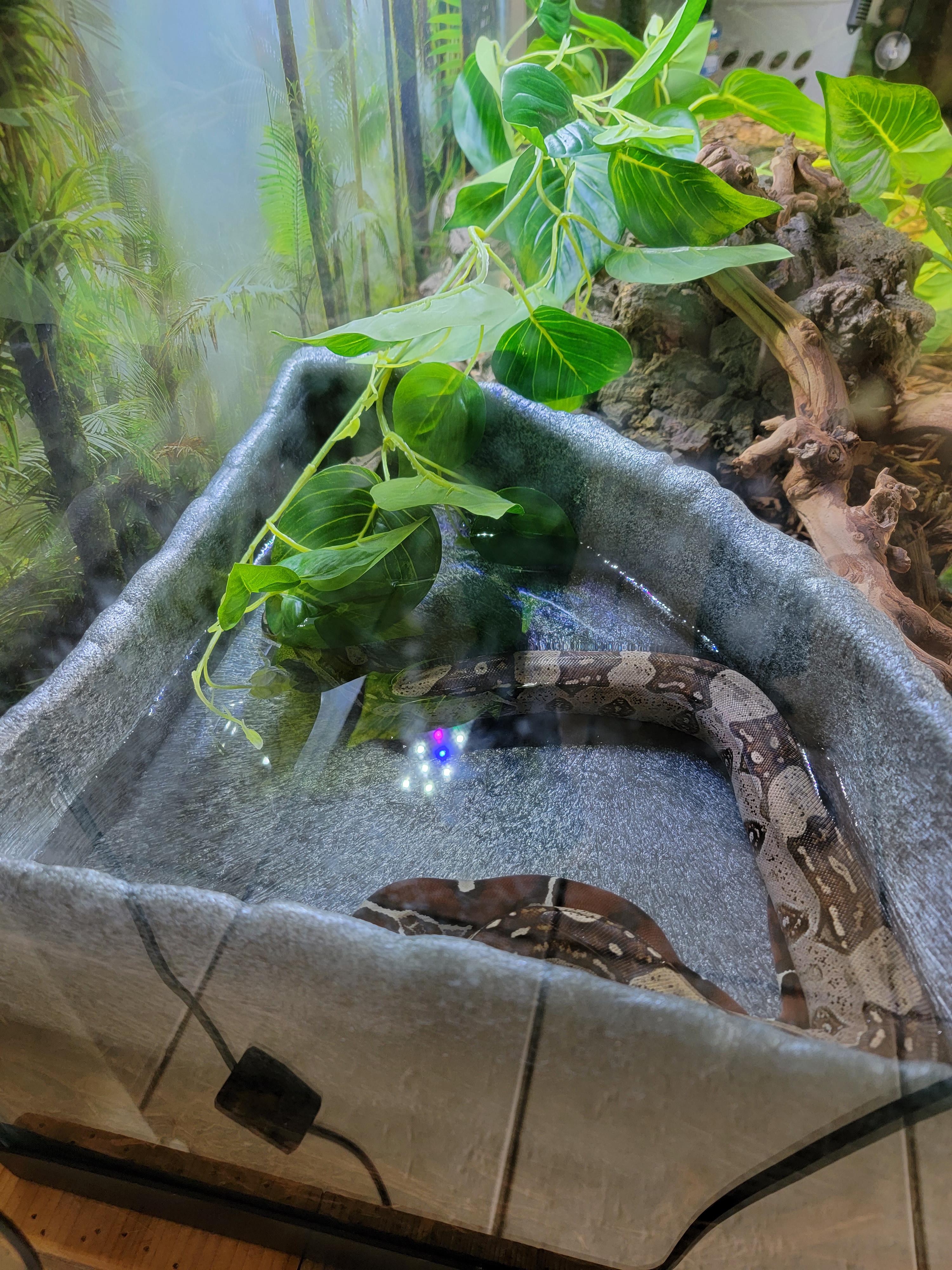 I recently upgraded Titan's water bowl to a bigger one in preparation for his 4ft enclosure