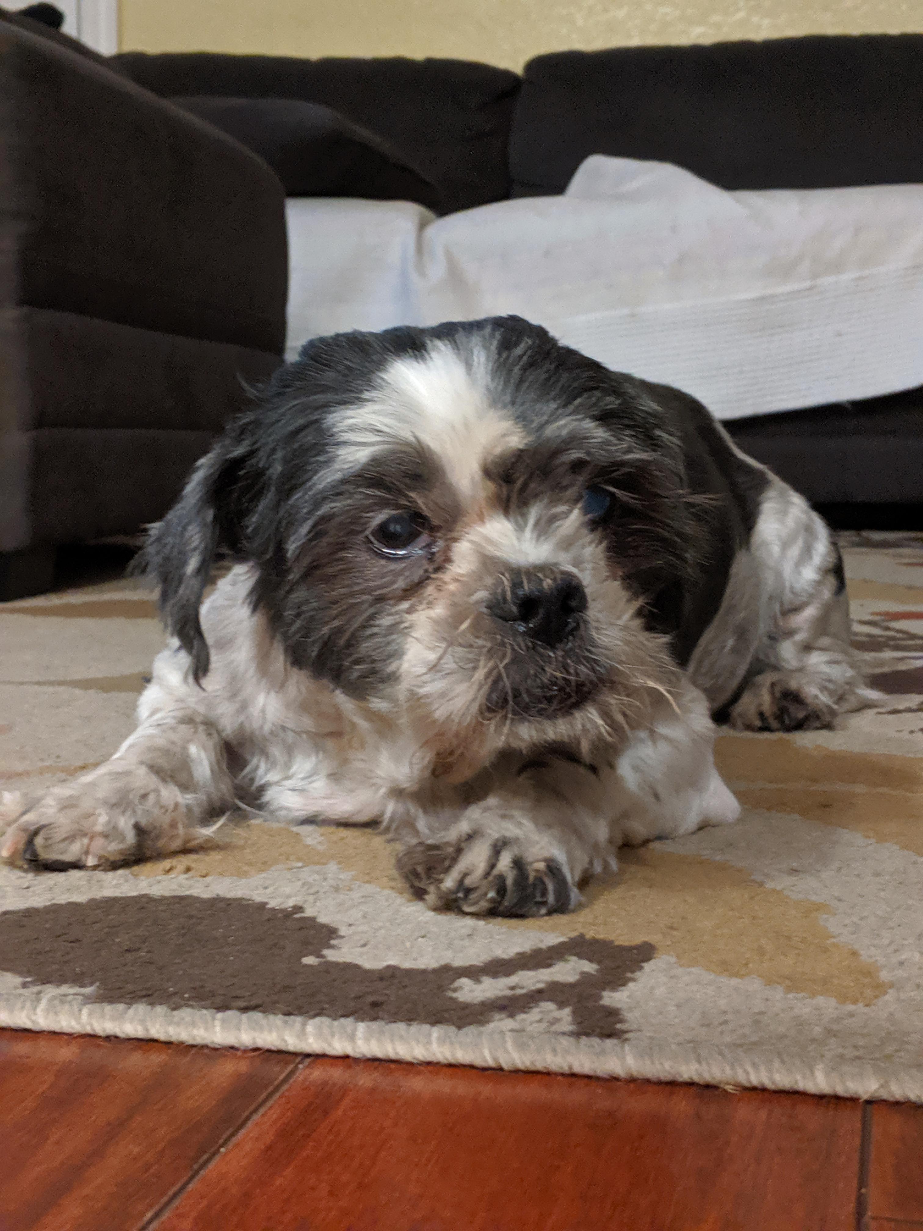 My 15 yr old shih tzu r/Shihtzu