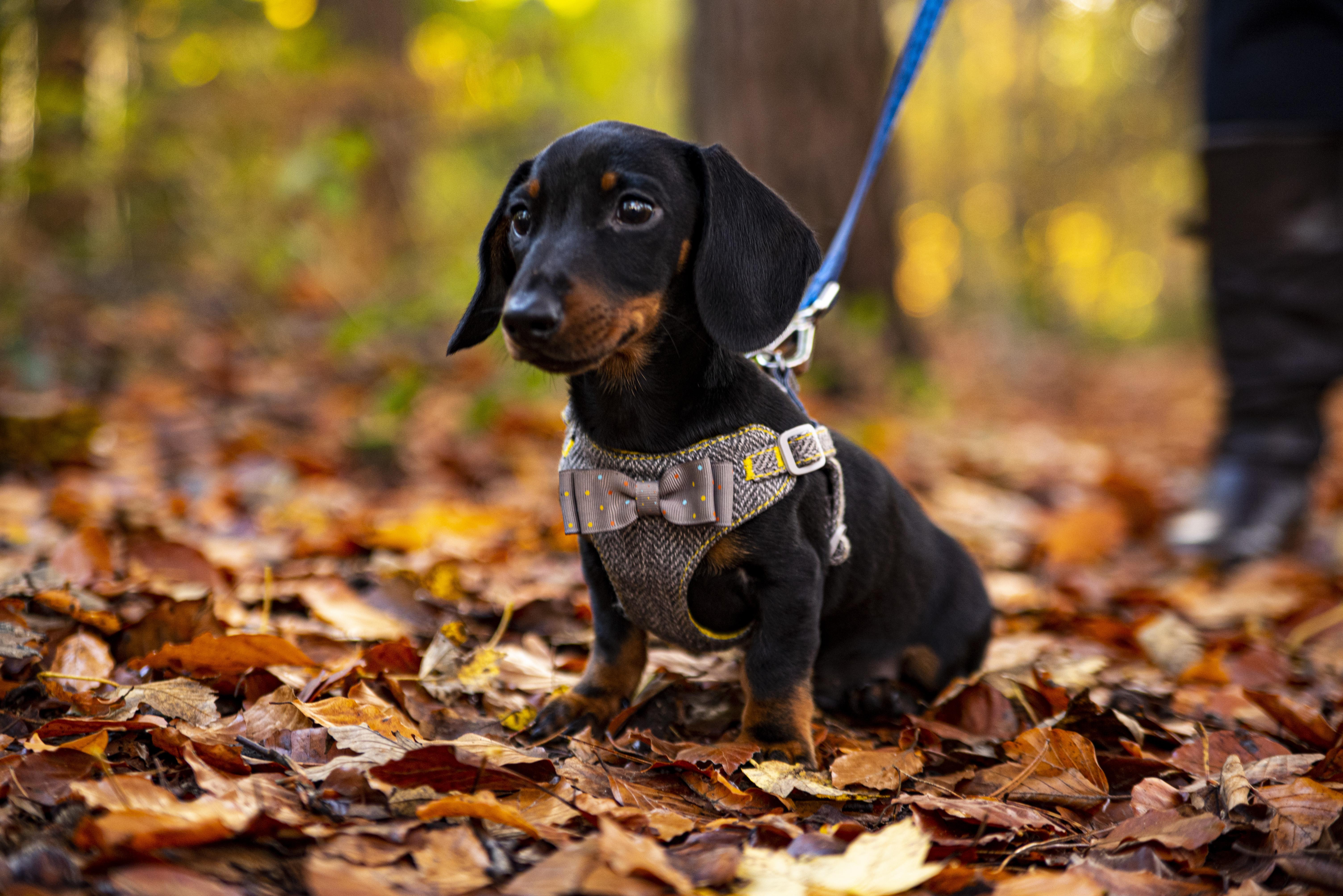 Otis on his first big boy walk. Can't believe how much joy this guy