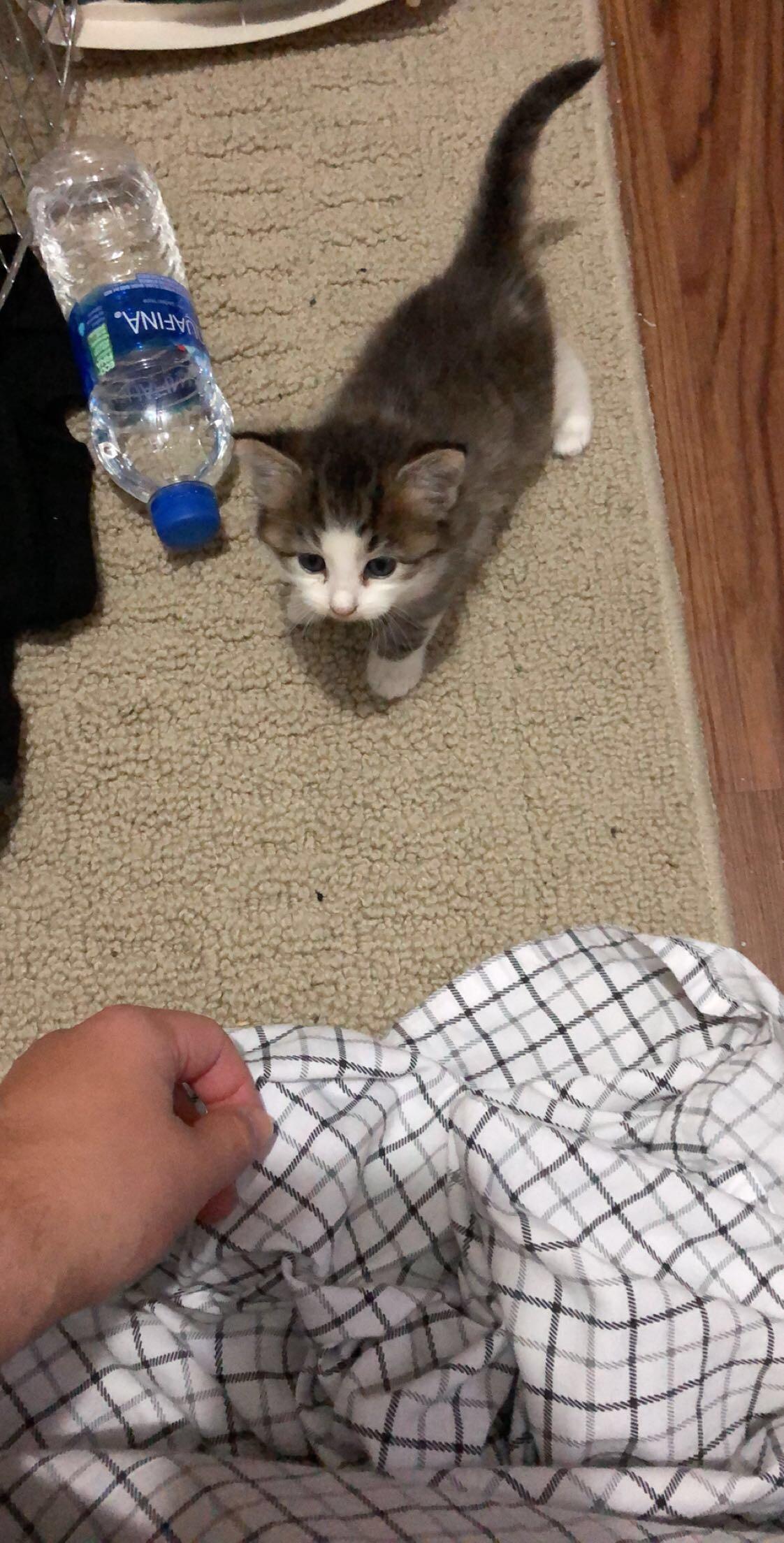 Found 3 week old kitten today. Named her Muffin. r/aww