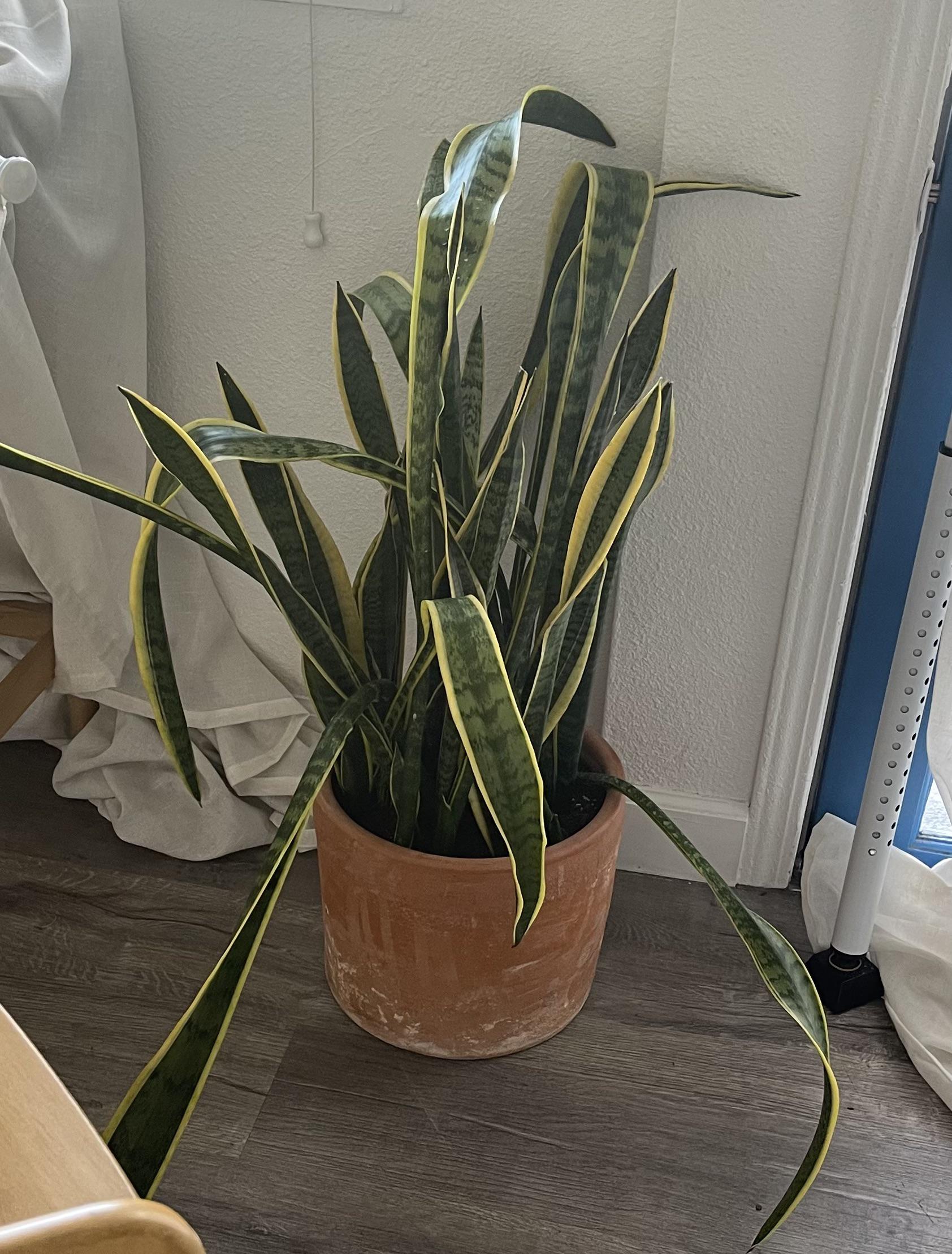 Wilting snake plant in LA. Any idea what to do? r/houseplants