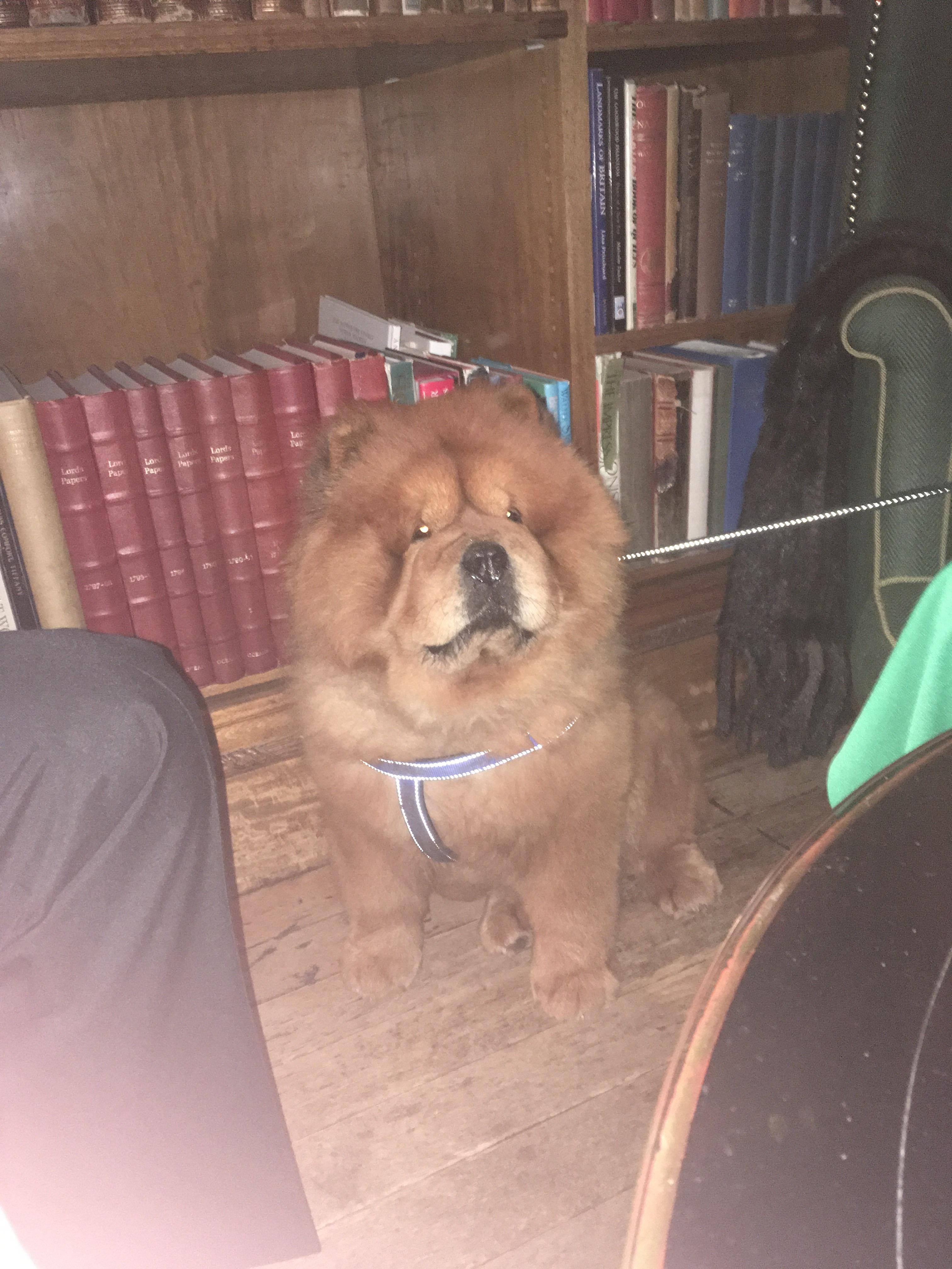 Hey reddit roast my dog aww