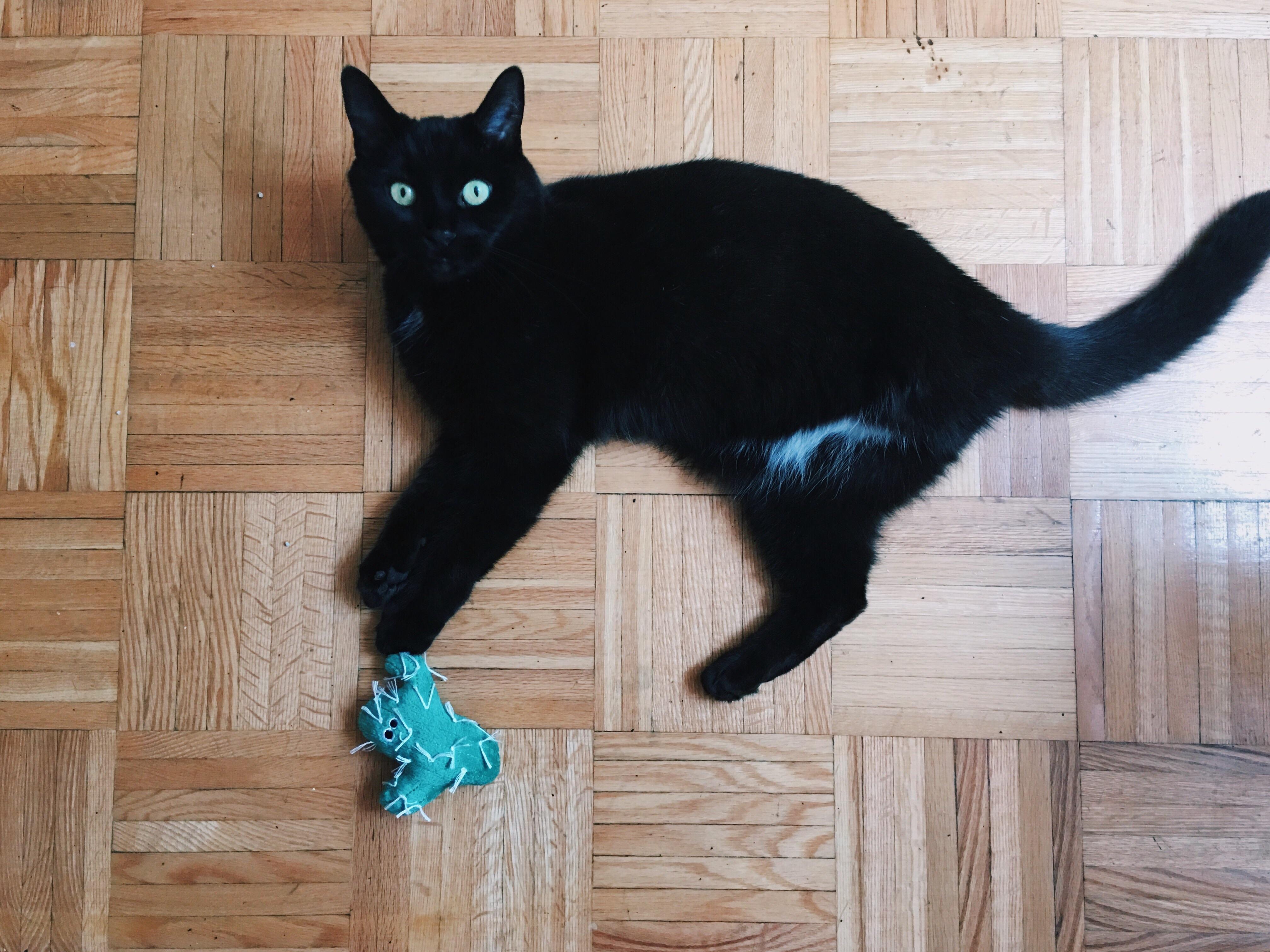 my lil 3 legged panther blackcats