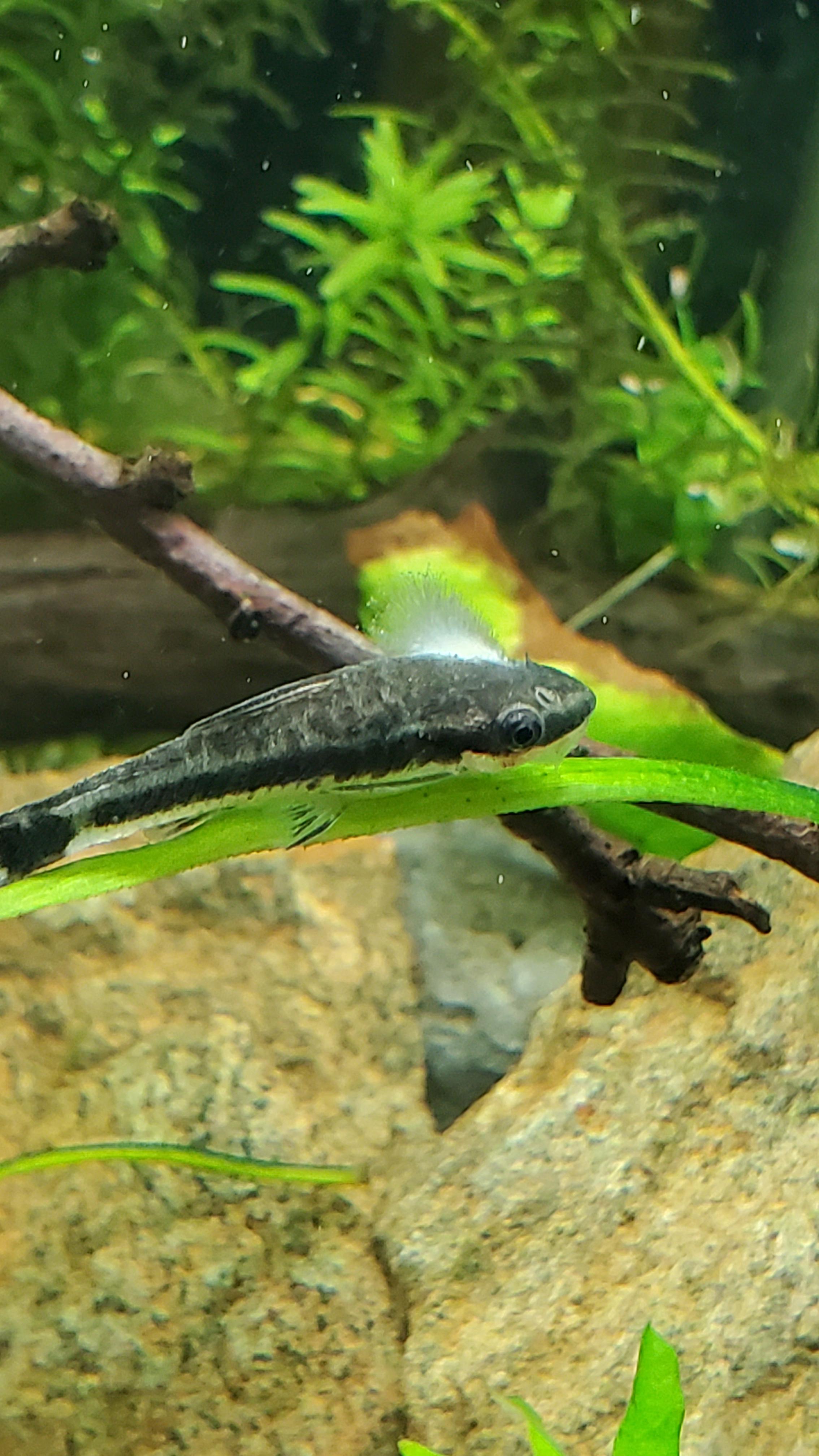 Need Help with Fungal infection r/Aquariums