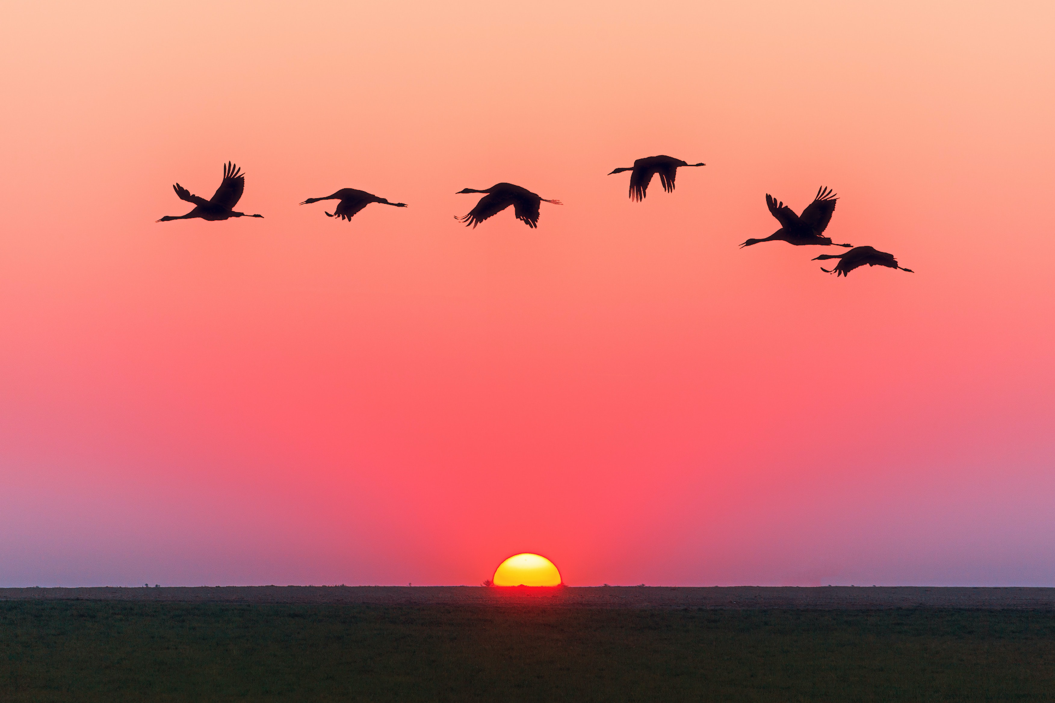 Birds at sunset (Photo credit to Johannes Plenio) [3506 x 2338] HD