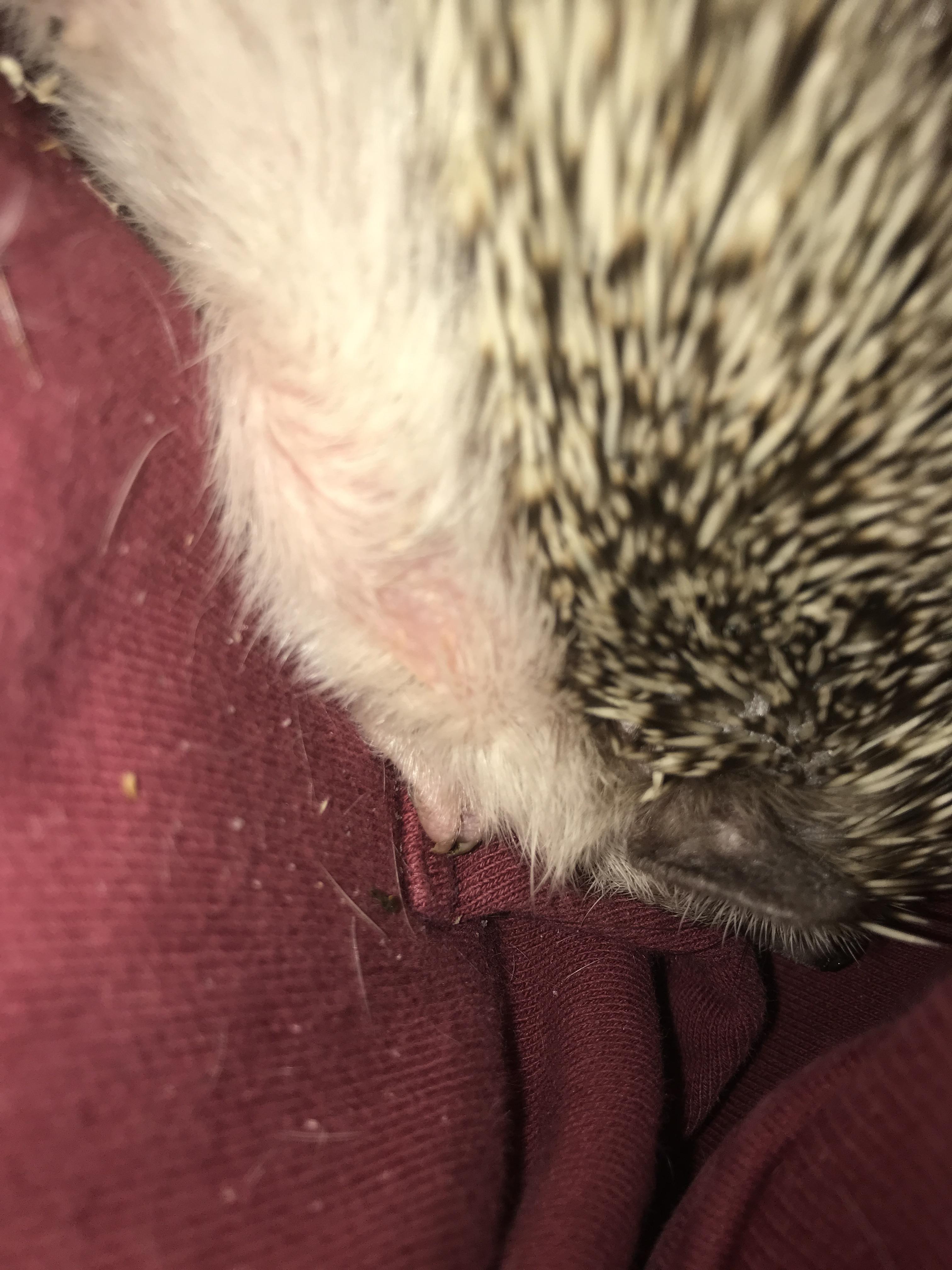 Is this normal? Bald spots on fur?! r/Hedgehogs